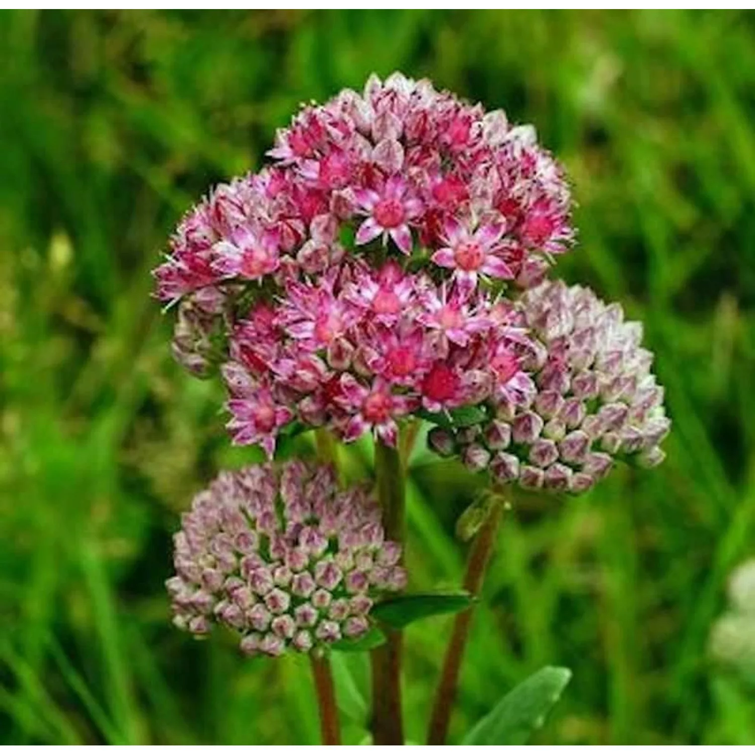 Große Fetthenne Herbstfreude - großer Topf - Sedum telephium günstig online kaufen