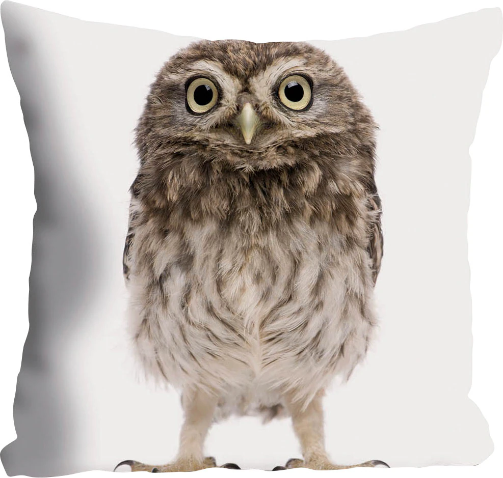 queence Dekokissen »Kelly«, Kissenhülle,Weißer Hintergrund,Eule,Tiermotiv,N günstig online kaufen