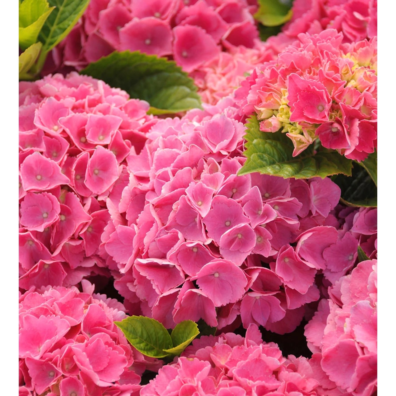 Bauernhortensie Green Shadow 30-40cm - Hydrangea macrophylla günstig online kaufen