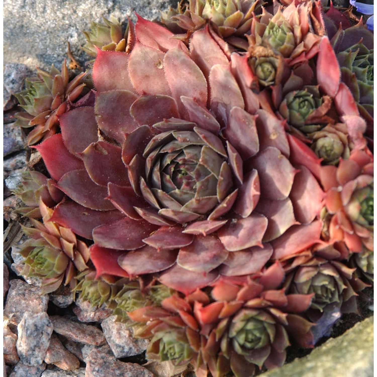 Hauswurz Atroviolaceum - Sempervivum tectorum günstig online kaufen