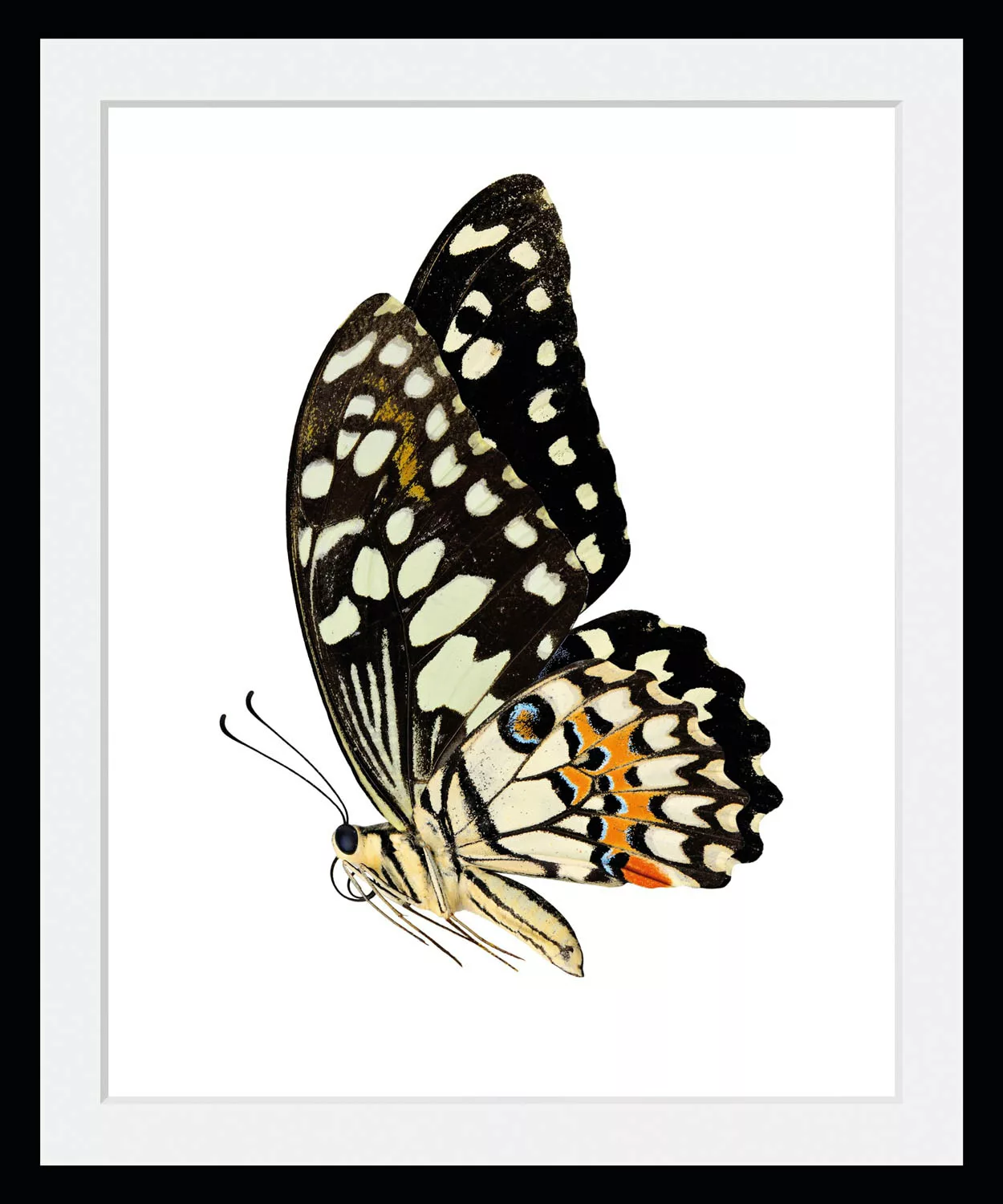 queence Bild "Andy", Schmetterlinge, (1 St.) günstig online kaufen
