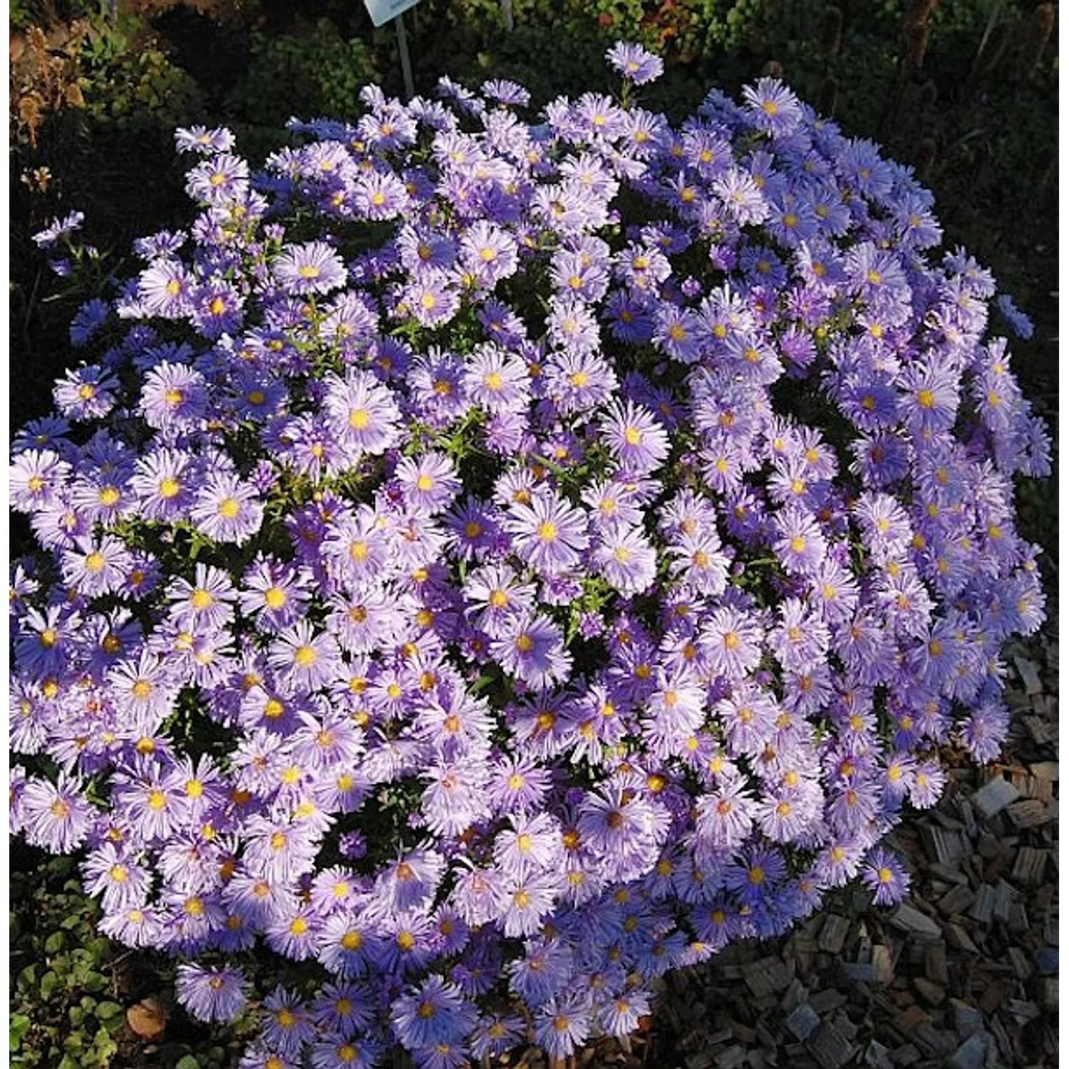 Kissenaster Lady in Blue - Aster dumosus günstig online kaufen