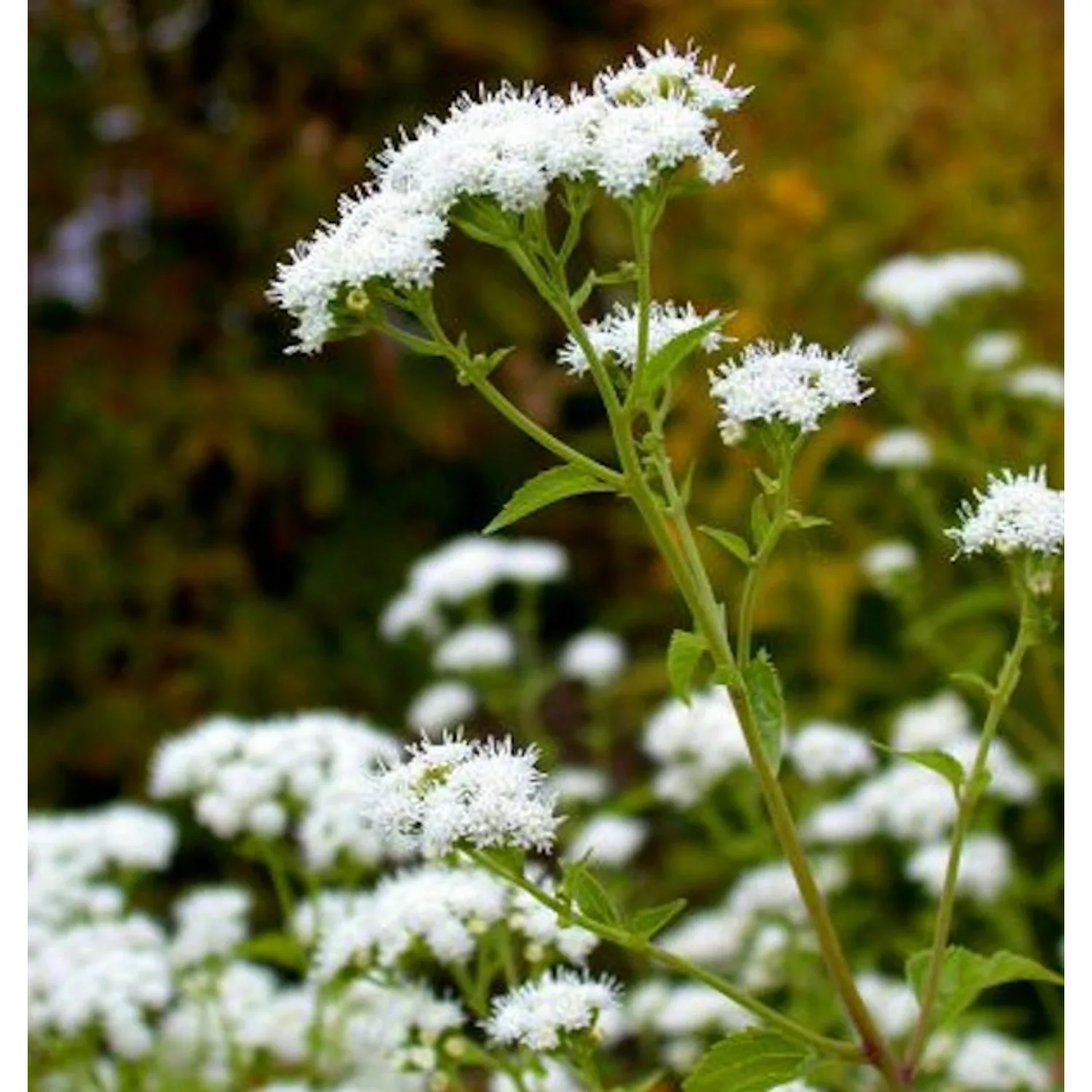 Wasserdost Ivory Towers - Eupatorium fistulosum günstig online kaufen