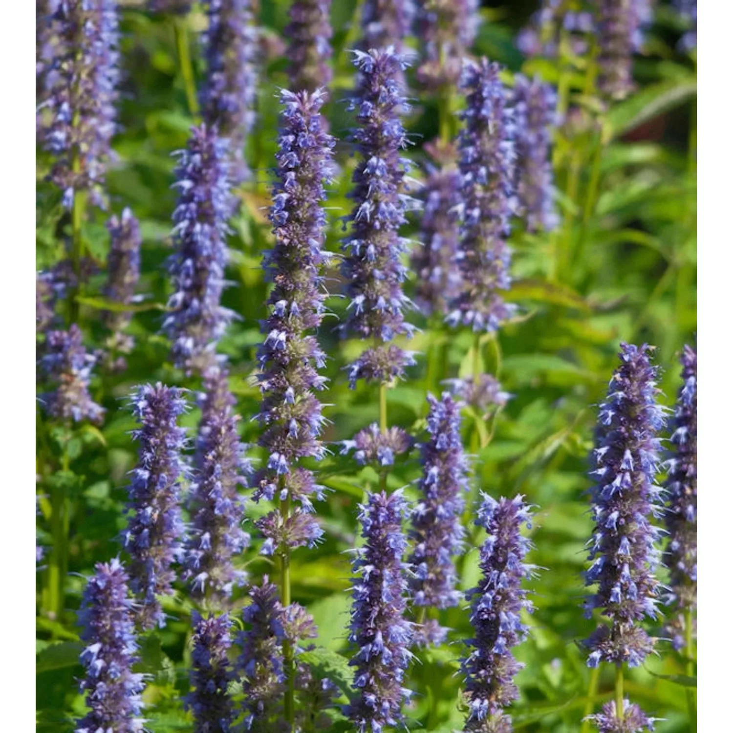 Mexikonessel Blue Fortune - Agastache rugosa günstig online kaufen