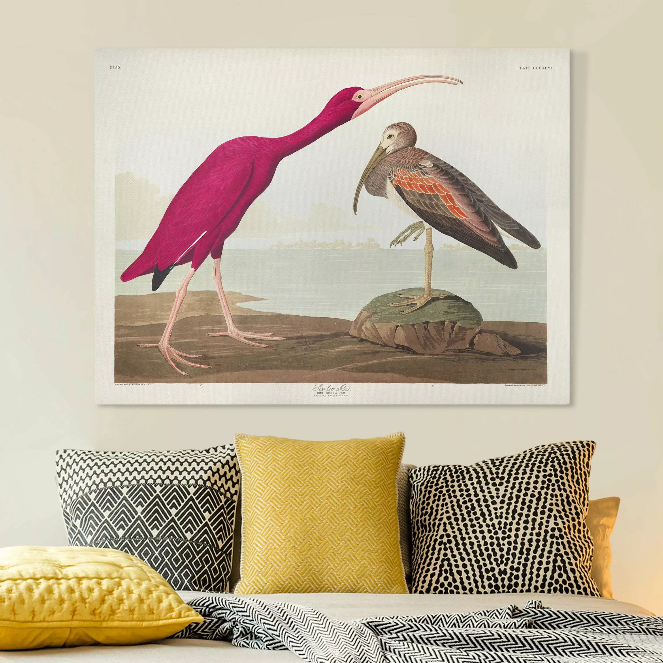 Leinwandbild Vintage Lehrtafel Roter Ibis günstig online kaufen