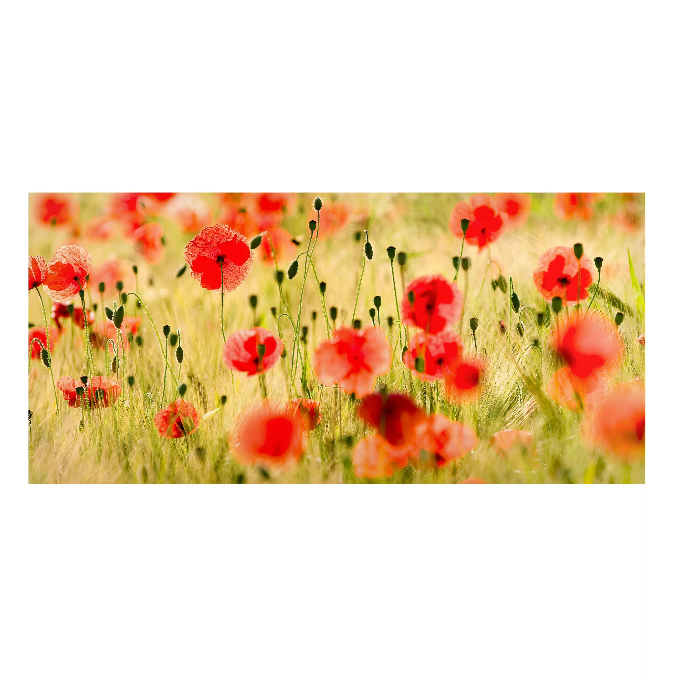 Magnettafel Blumen - Querformat 2:1 Summer Poppies günstig online kaufen