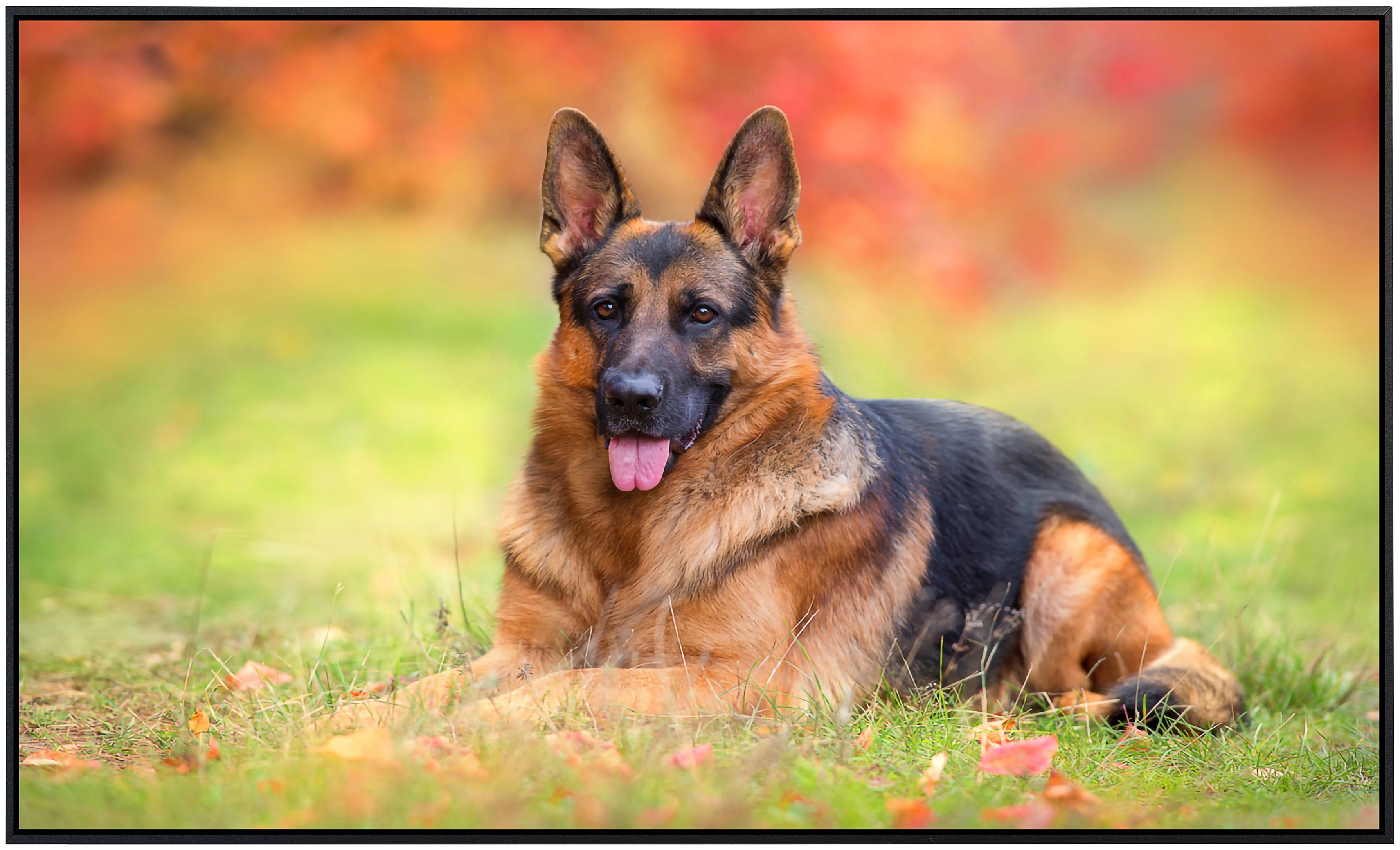 Papermoon Infrarotheizung »Hund in Natur«, sehr angenehme Strahlungswärme günstig online kaufen