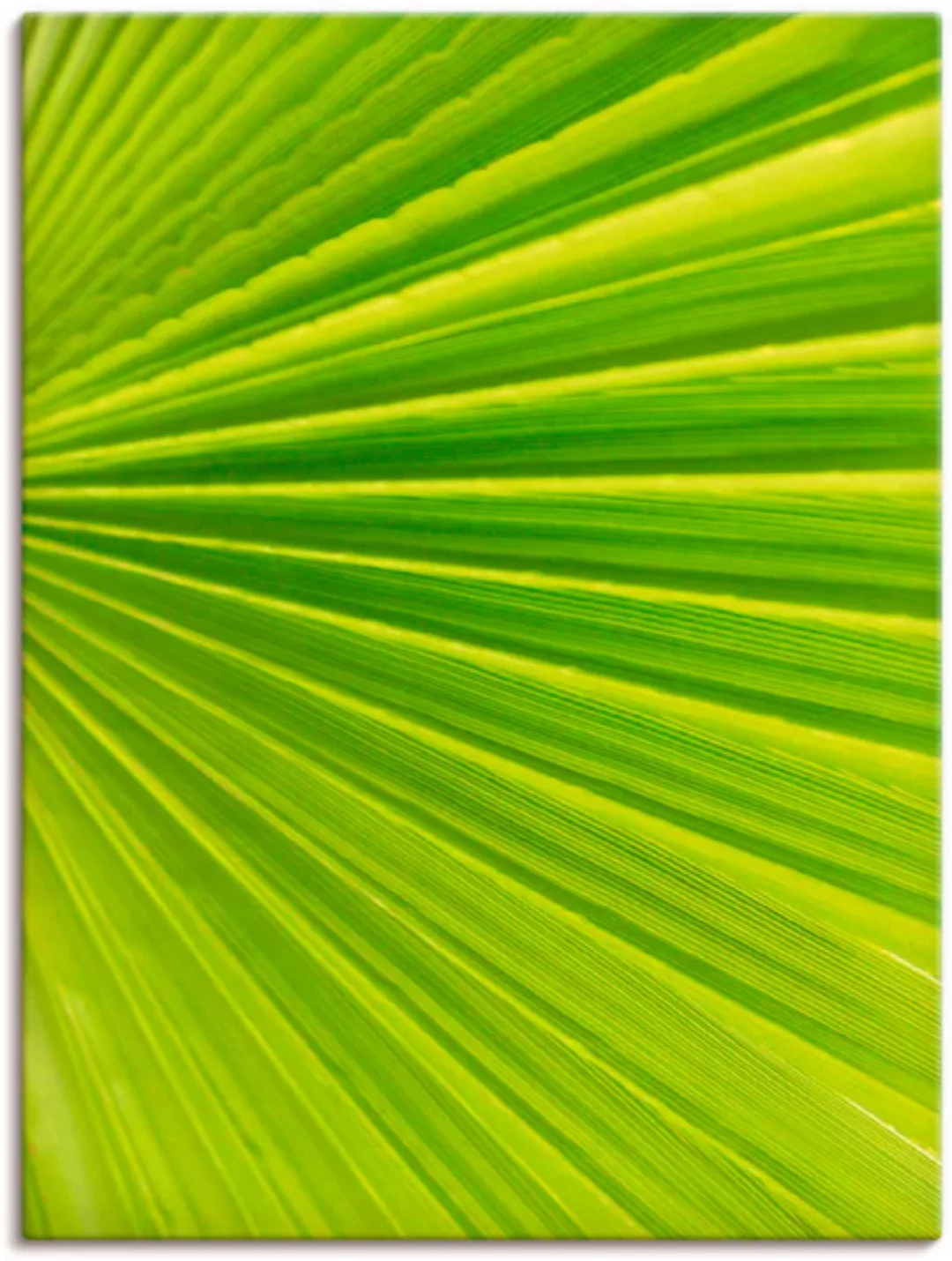Artland Leinwandbild "Palmenblätter", Blätter, (1 St.), auf Keilrahmen gesp günstig online kaufen