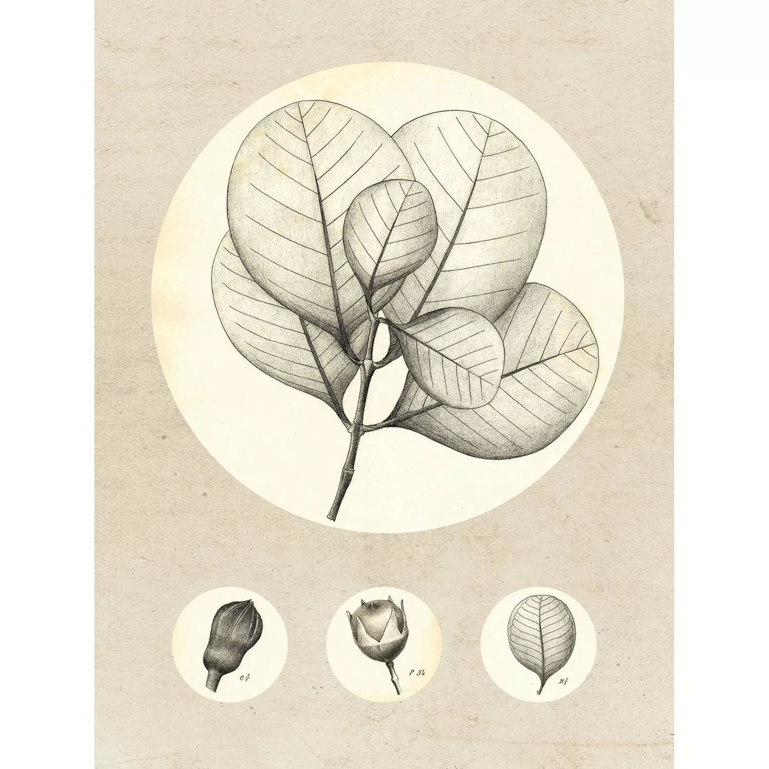 Komar Poster "Transparent Leaf", Pflanzen-Blätter, (1 St.), Kinderzimmer, S günstig online kaufen