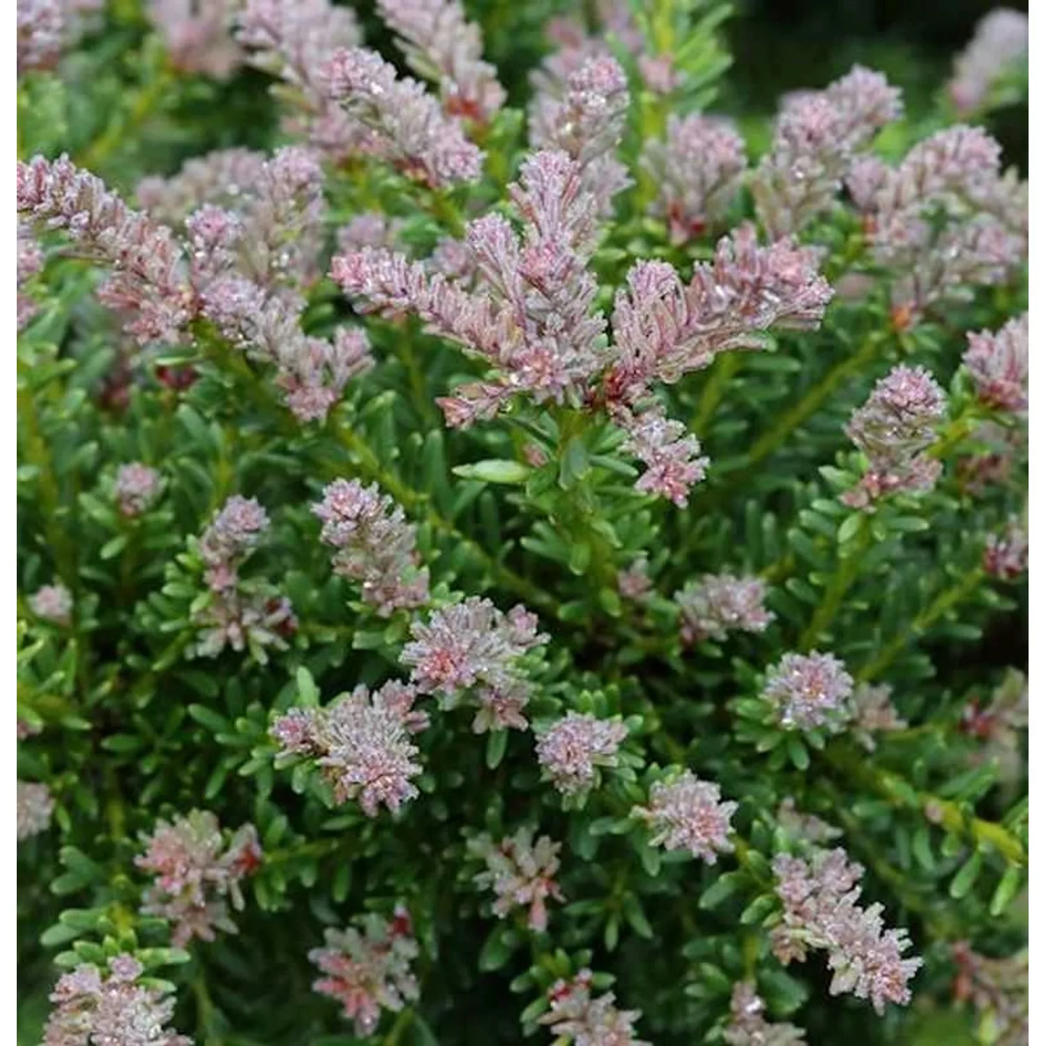 10x Rottriebige Australische Stein Eibe 10-15cm - Podocarpus lawrencei günstig online kaufen