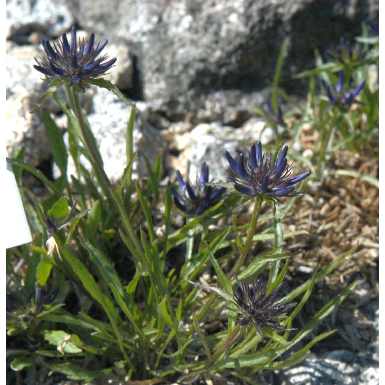 Teufelskralle - Phyteuma scheuchzeri günstig online kaufen