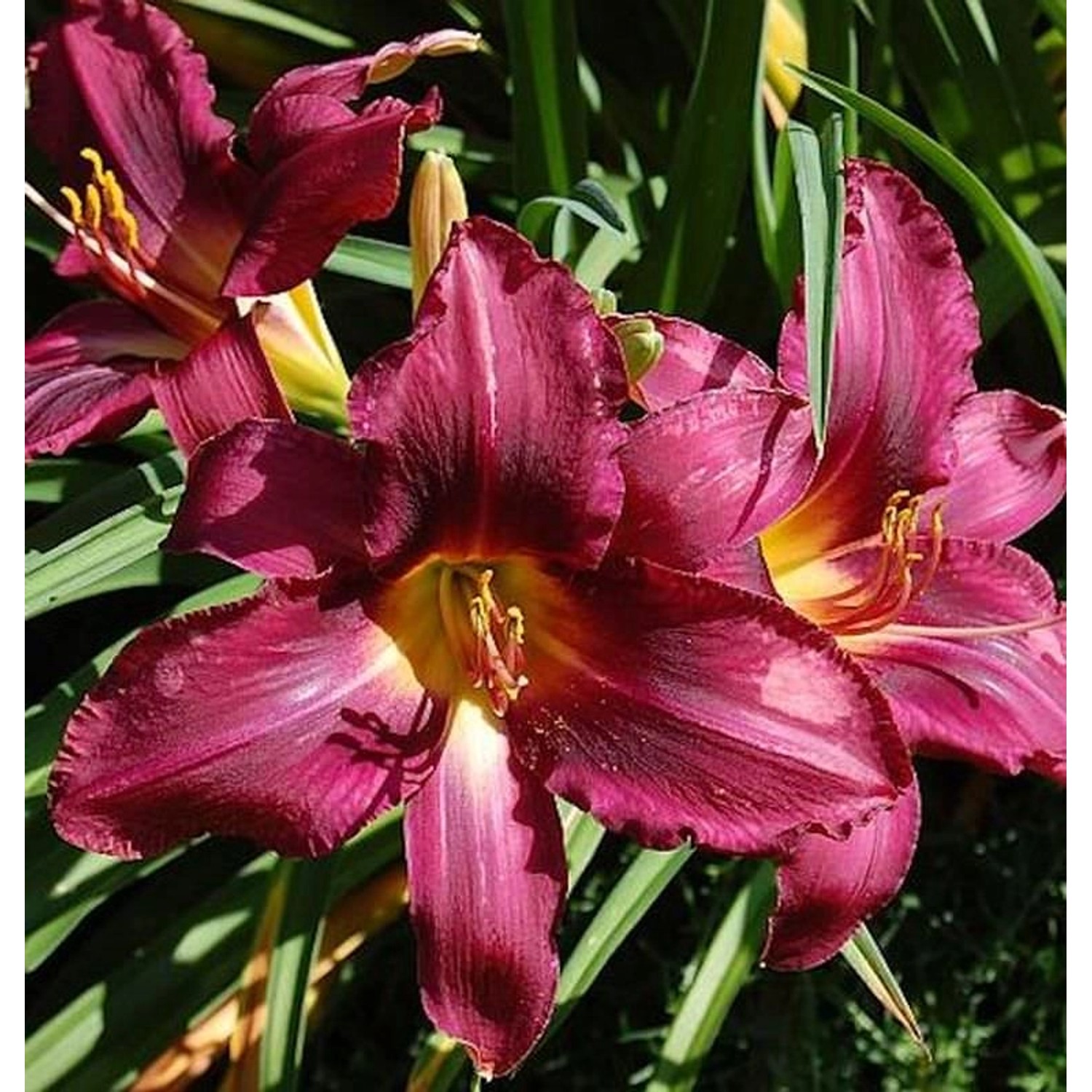 Taglilie Russian Rhapsody - Hemerocallis günstig online kaufen