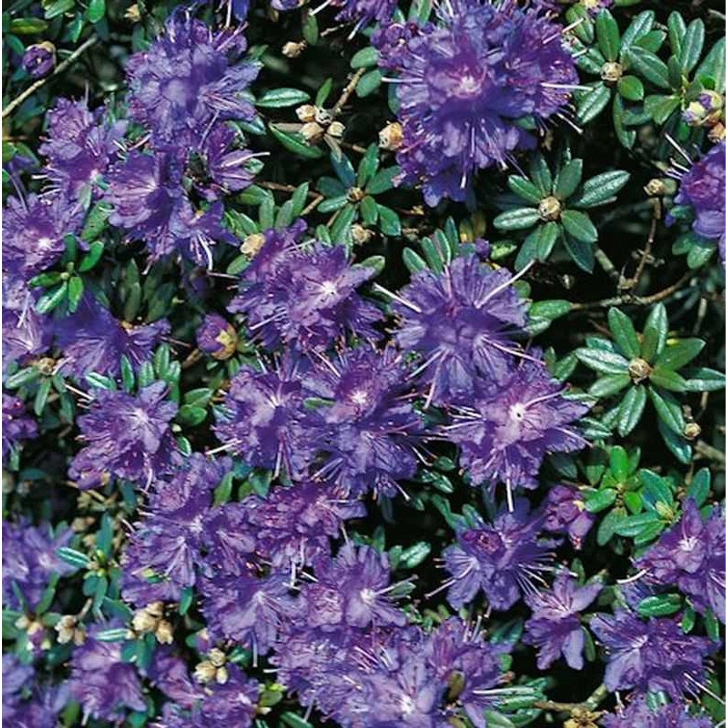 Zwerg Rhododendron Azurika 20-25cm - Rhododendron impeditum - Zwerg Alpenro günstig online kaufen