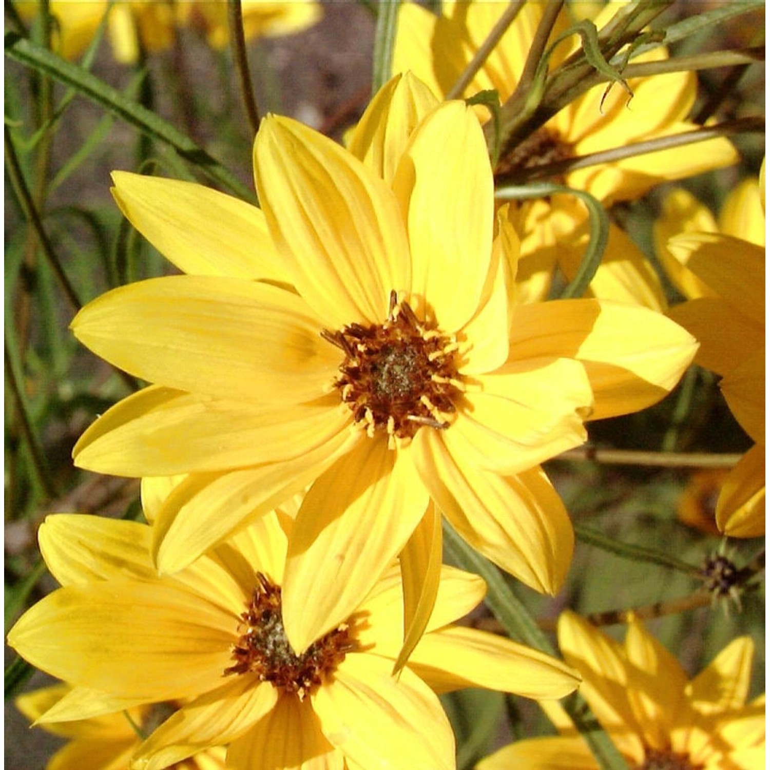 Weidenblättrige Sonnenblume Low Down - Helianthus salicifolius günstig online kaufen