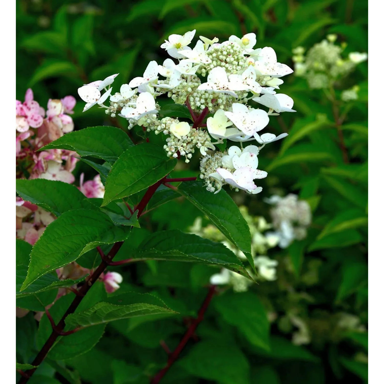 Rispenhortensie Early Harry 40-60cm - Hydrangea paniculata günstig online kaufen