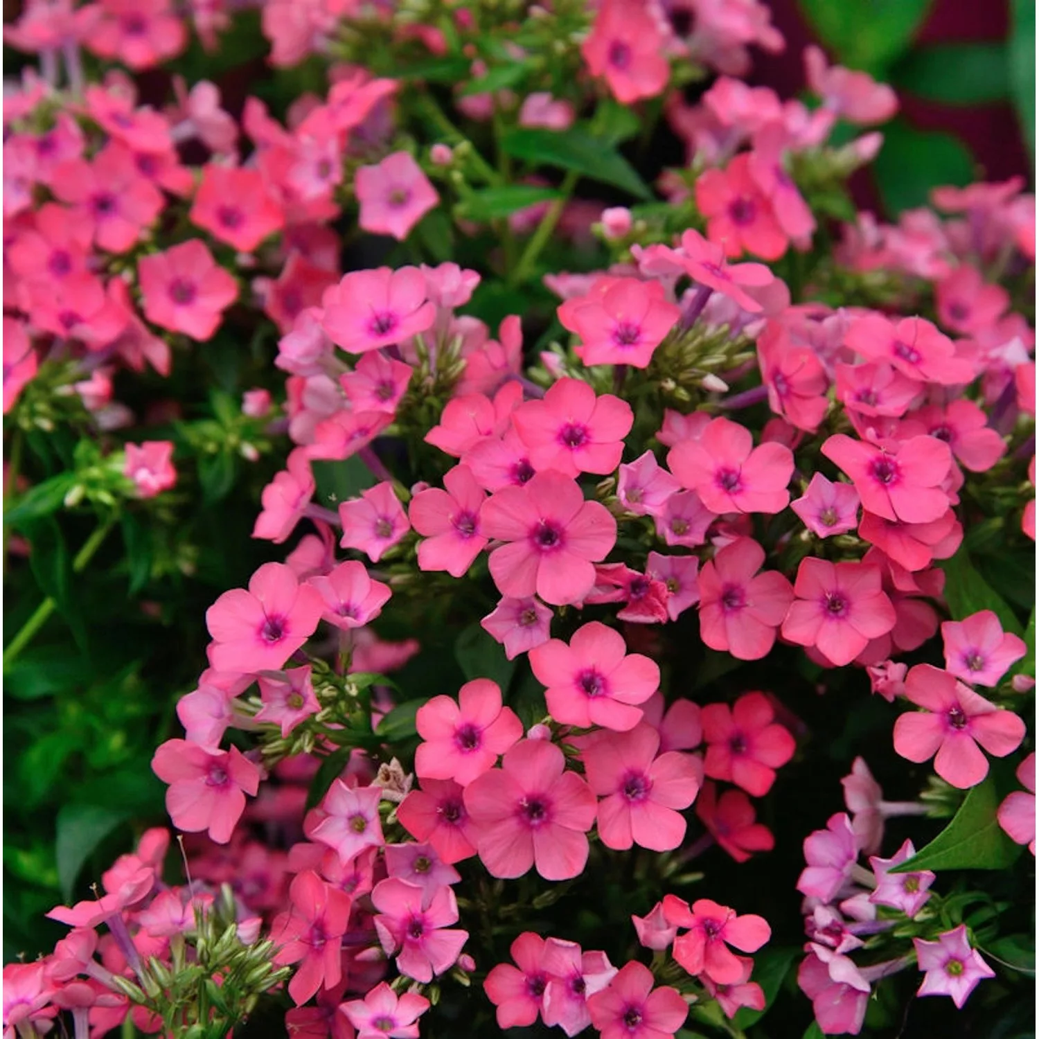 Große Garten-Flammenblume Flame Pink - Phlox paniculata günstig online kaufen