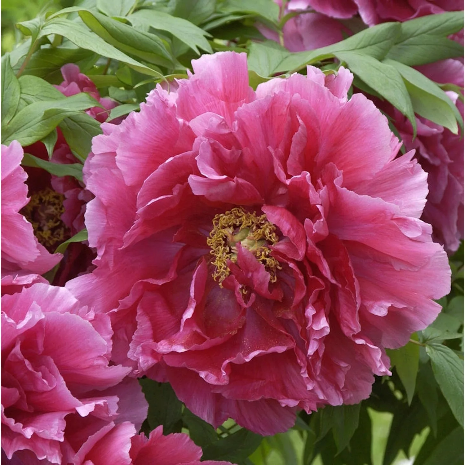 Strauchpfingstrose Rosa - Paeonia suffruticosa günstig online kaufen