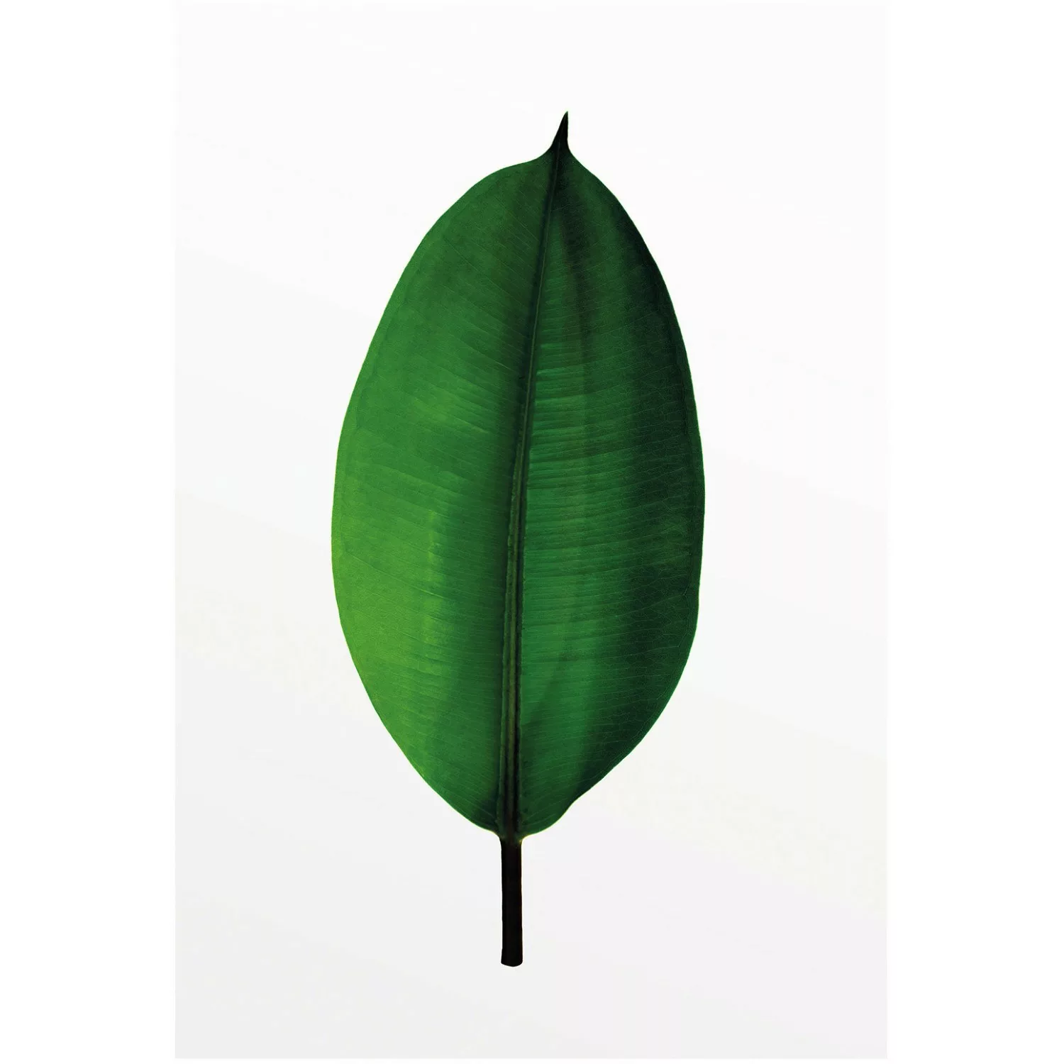 Komar Poster "Ficus Leaf", Pflanzen-Blätter, (1 St.) günstig online kaufen