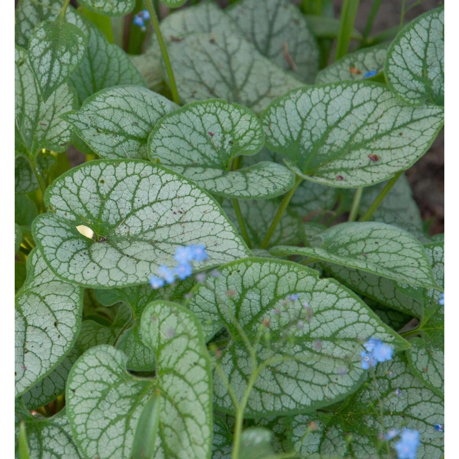 Kaukasus Vergißmeinnicht Alexanders Great - Brunnera macrophylla günstig online kaufen