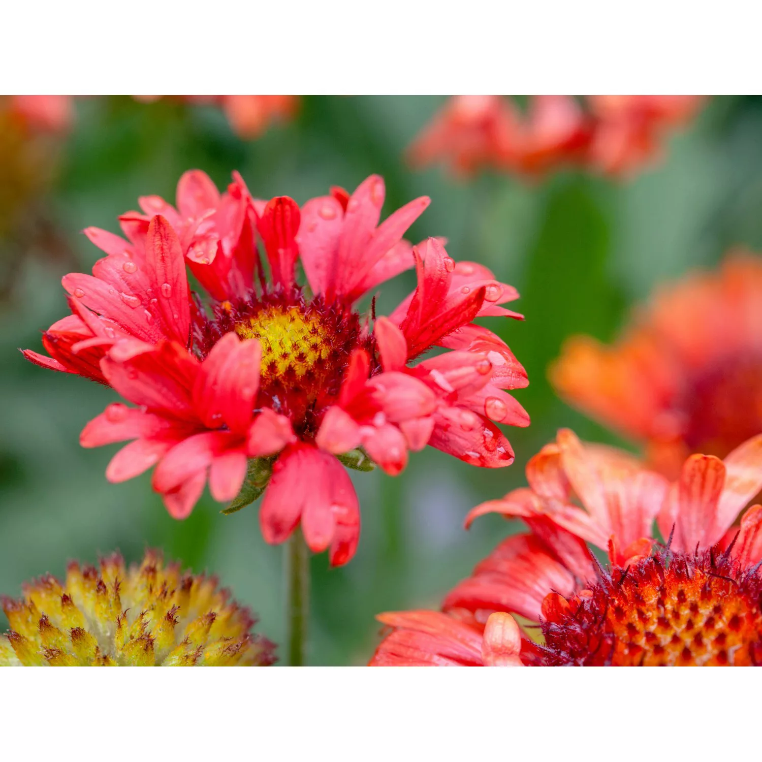 Garten-Kokardenblume Burgunder Rot Topf-Ø ca. 9 cm x 9 cm Gaillardia günstig online kaufen