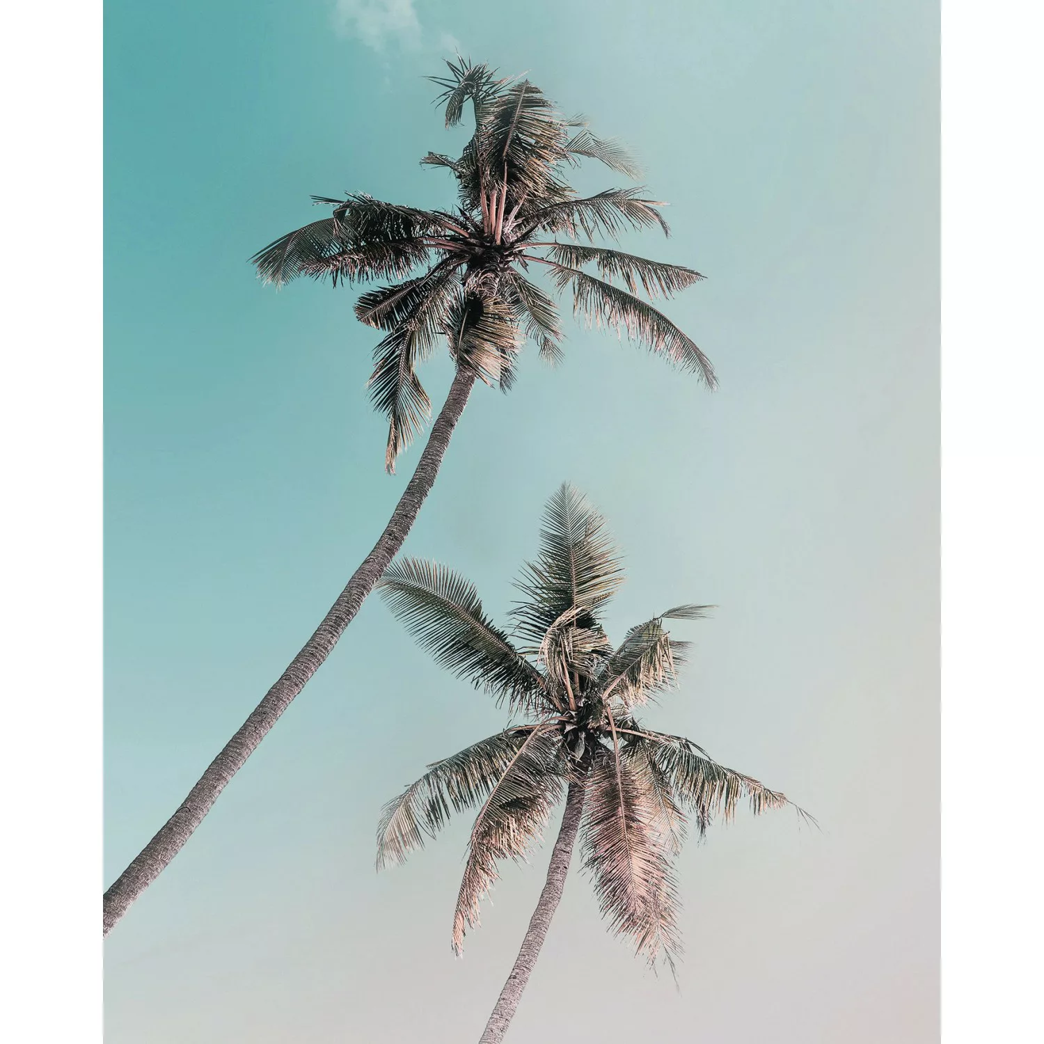 Komar Poster »Miami Palms«, Pflanzen-Blätter, (1 St.), Kinderzimmer, Schlaf günstig online kaufen