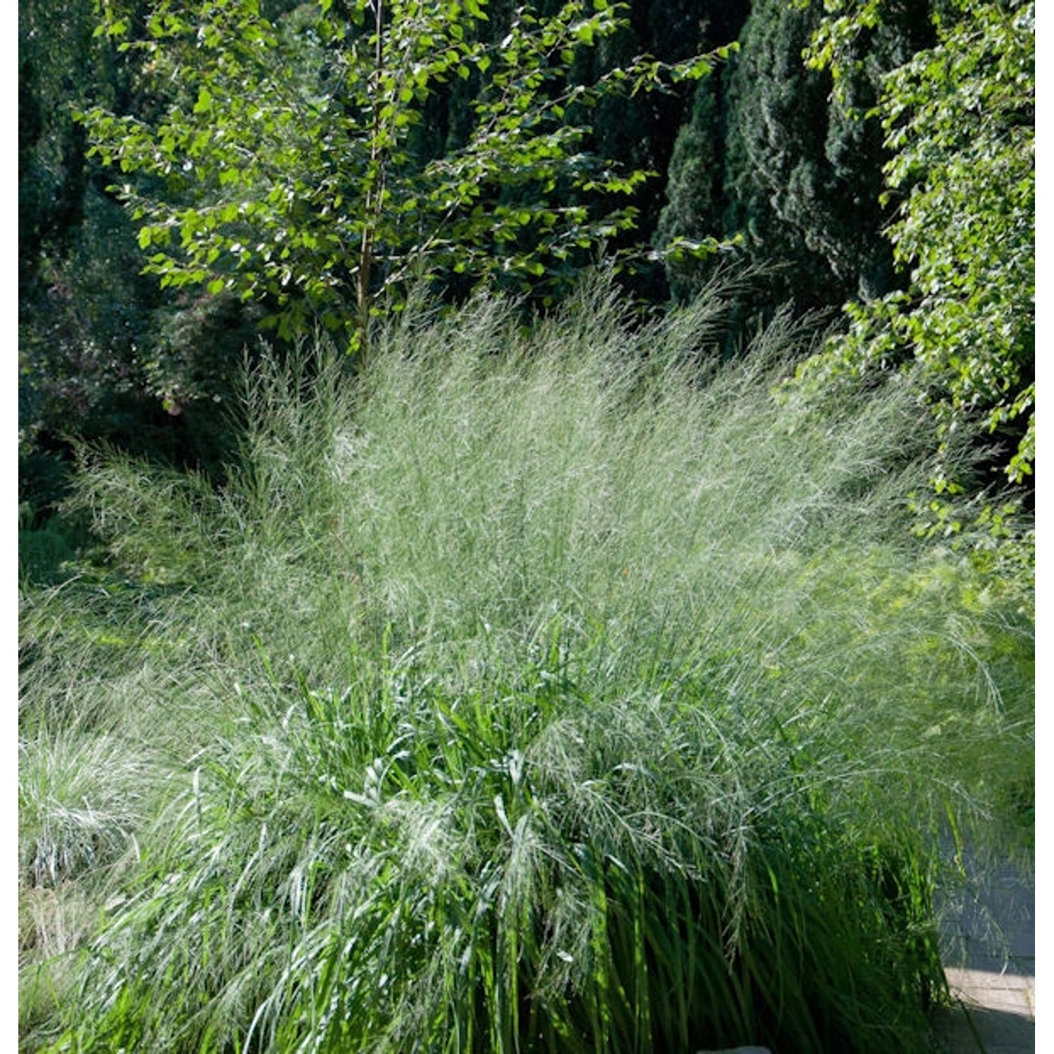 Riesen Pfeifengras Transparent - großer Topf - Molinia arundinacea günstig online kaufen