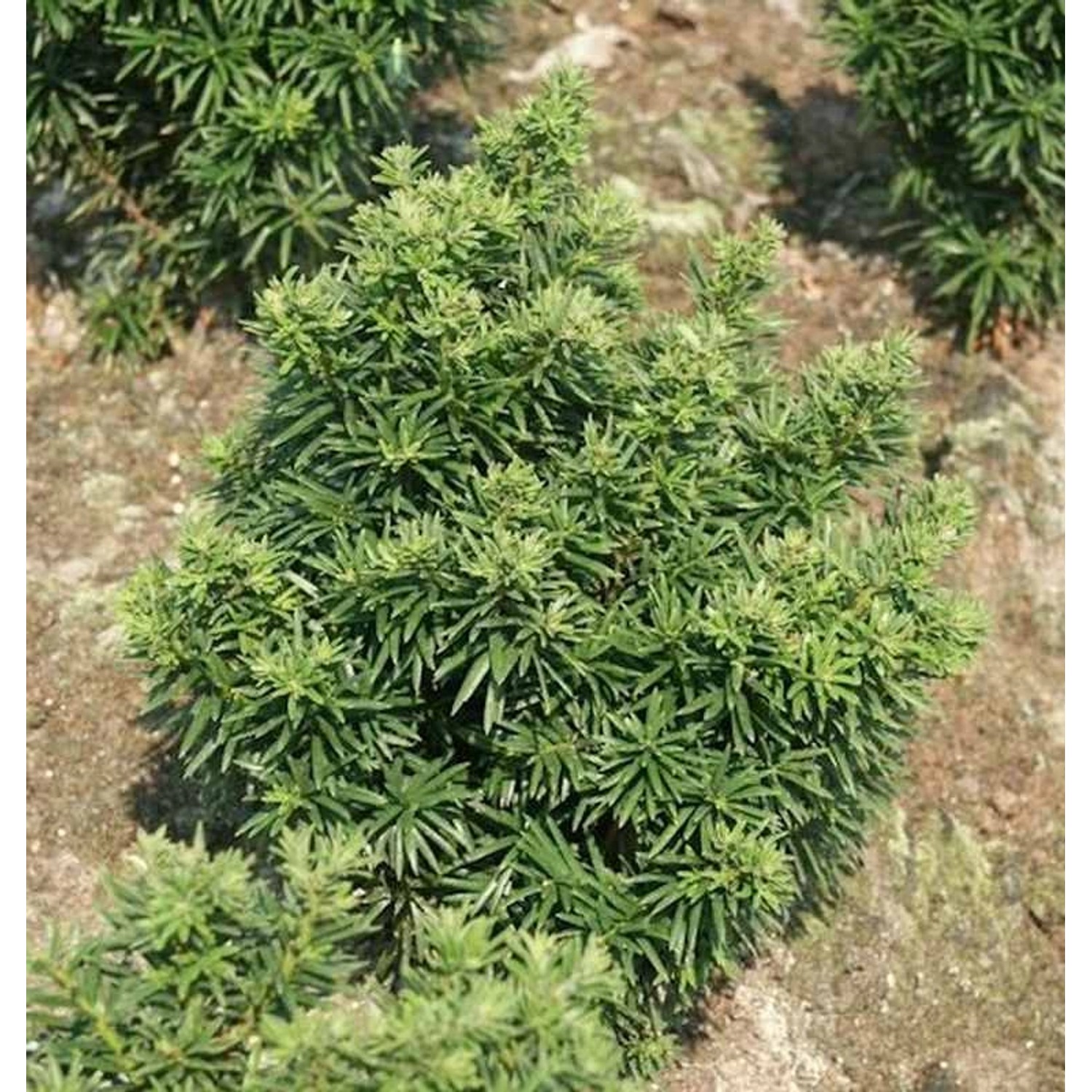 Zwerg Eibe Fips 25-30cm - Taxus baccata günstig online kaufen