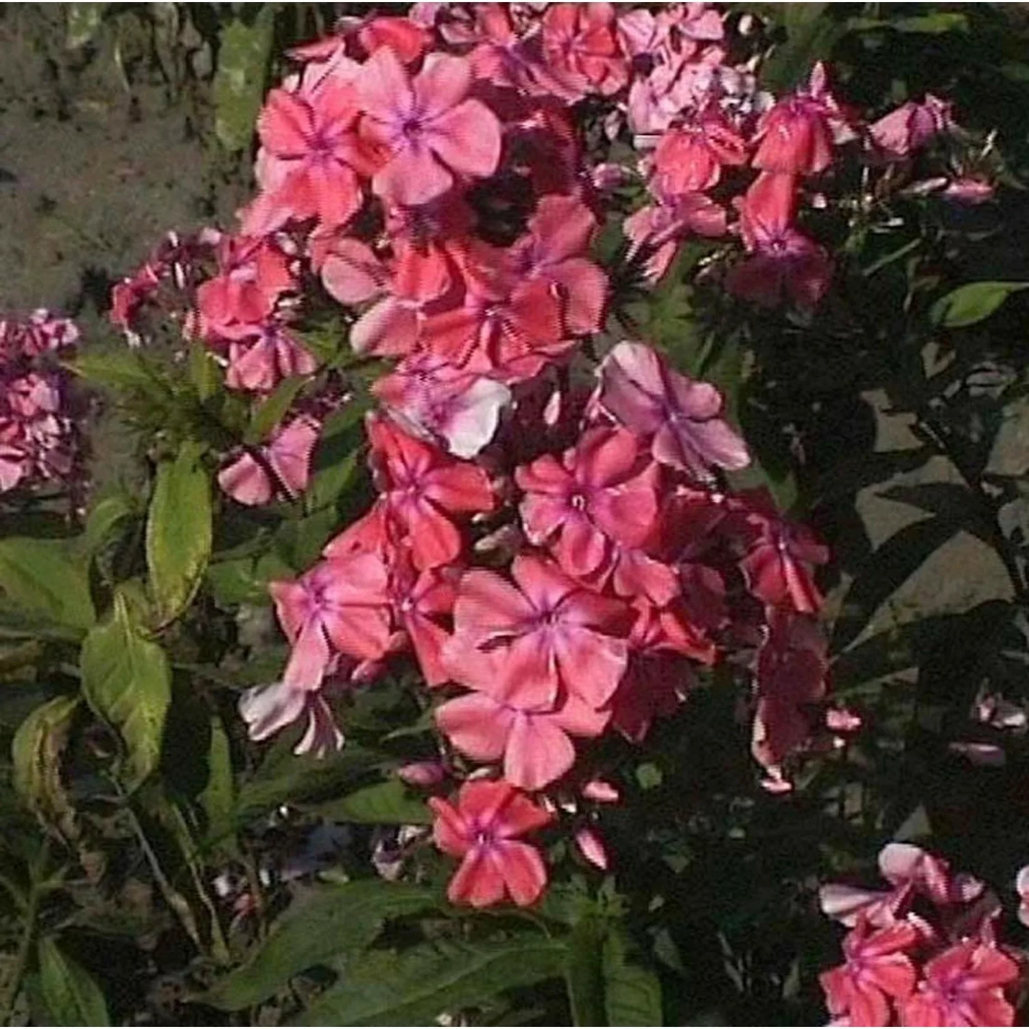 Hohe Flammenblume Bornimer Nachsommer - Phlox paniculata günstig online kaufen