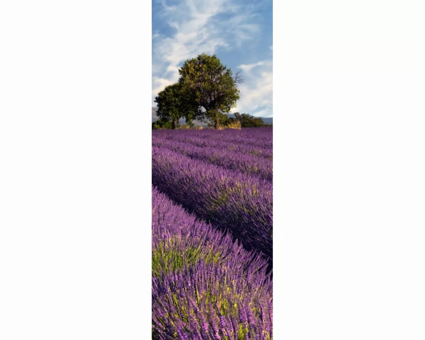 Dekopanel "Lavendelfeld" 1,00x2,80 m / selbstklebende Folie günstig online kaufen