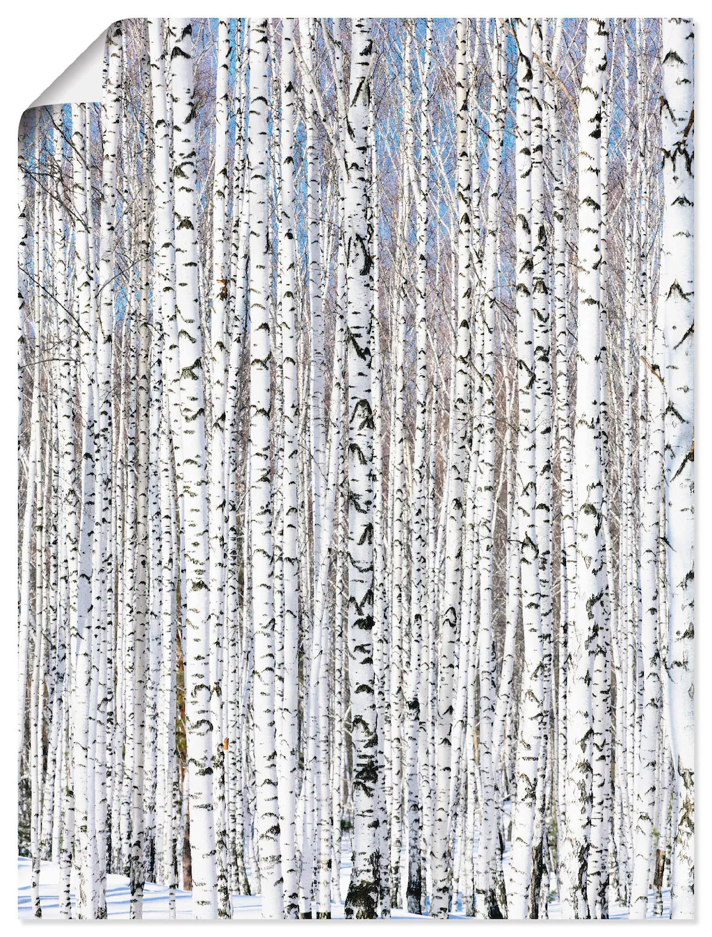 Artland Wandbild "Winterbirkenwald Wintergelassenheit", Bäume, (1 St.), als günstig online kaufen