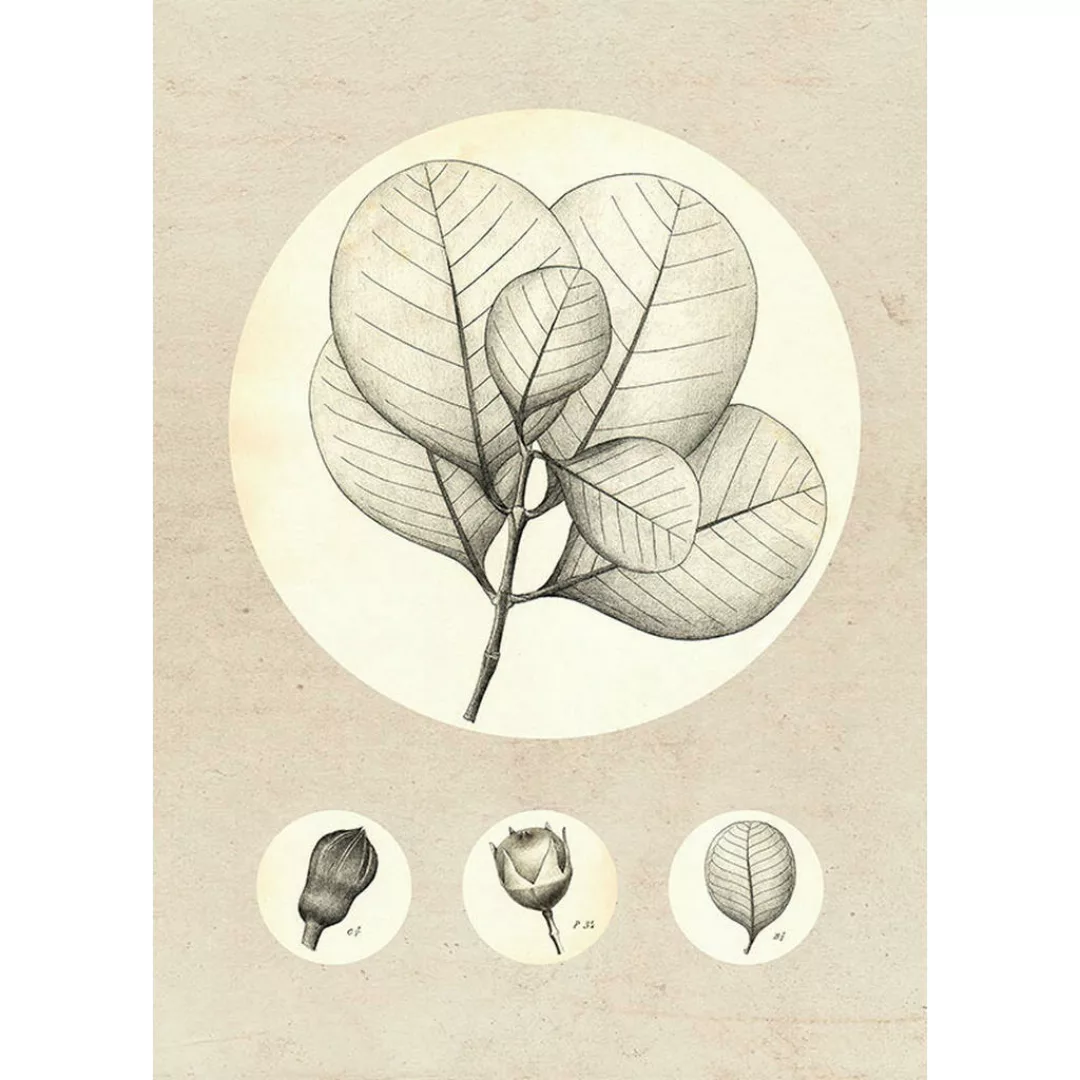 Komar Wandbild Transparent Leaf Pflanzen B/L: ca. 50x70 cm günstig online kaufen