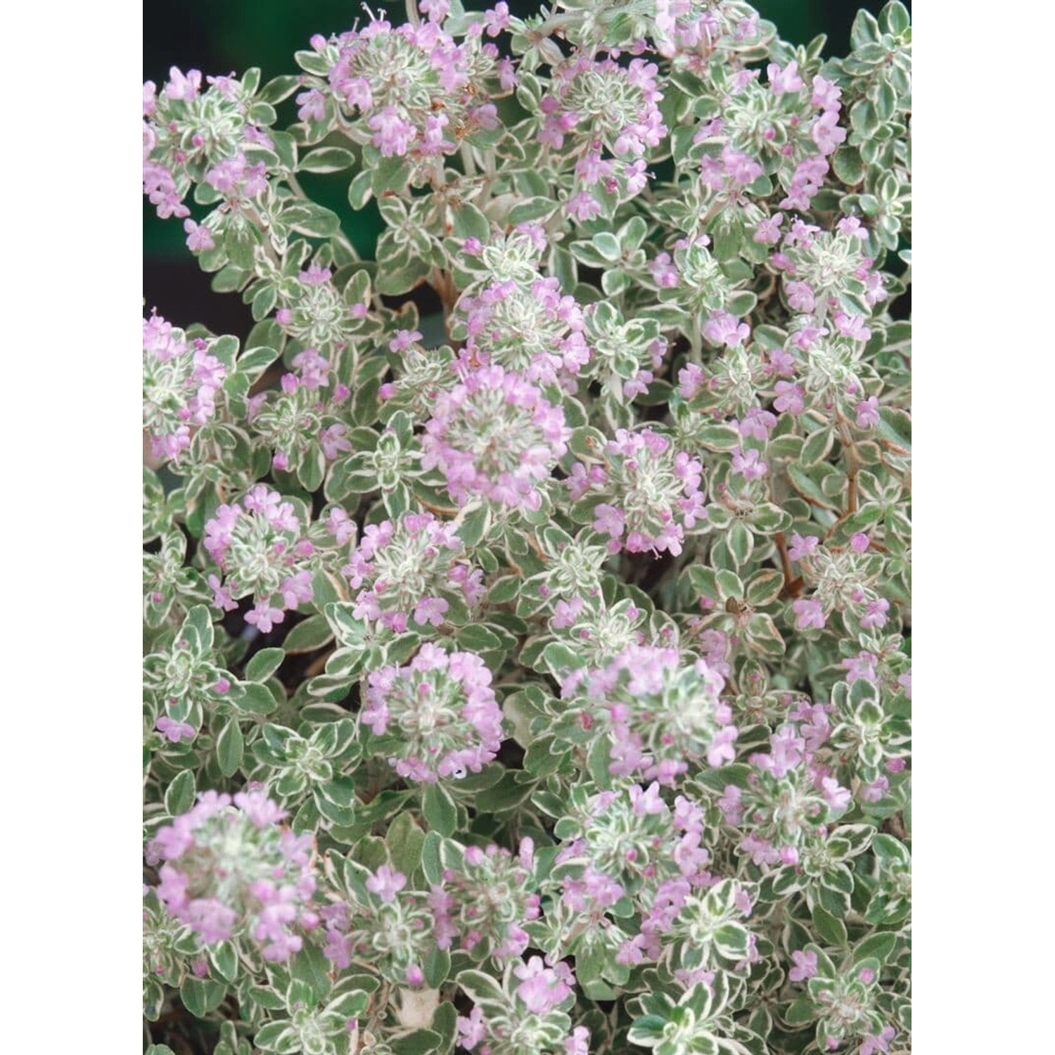 Thymus X Citriodorus Silver King Zitronenthymian Ca. 9x9 cm Topf günstig online kaufen