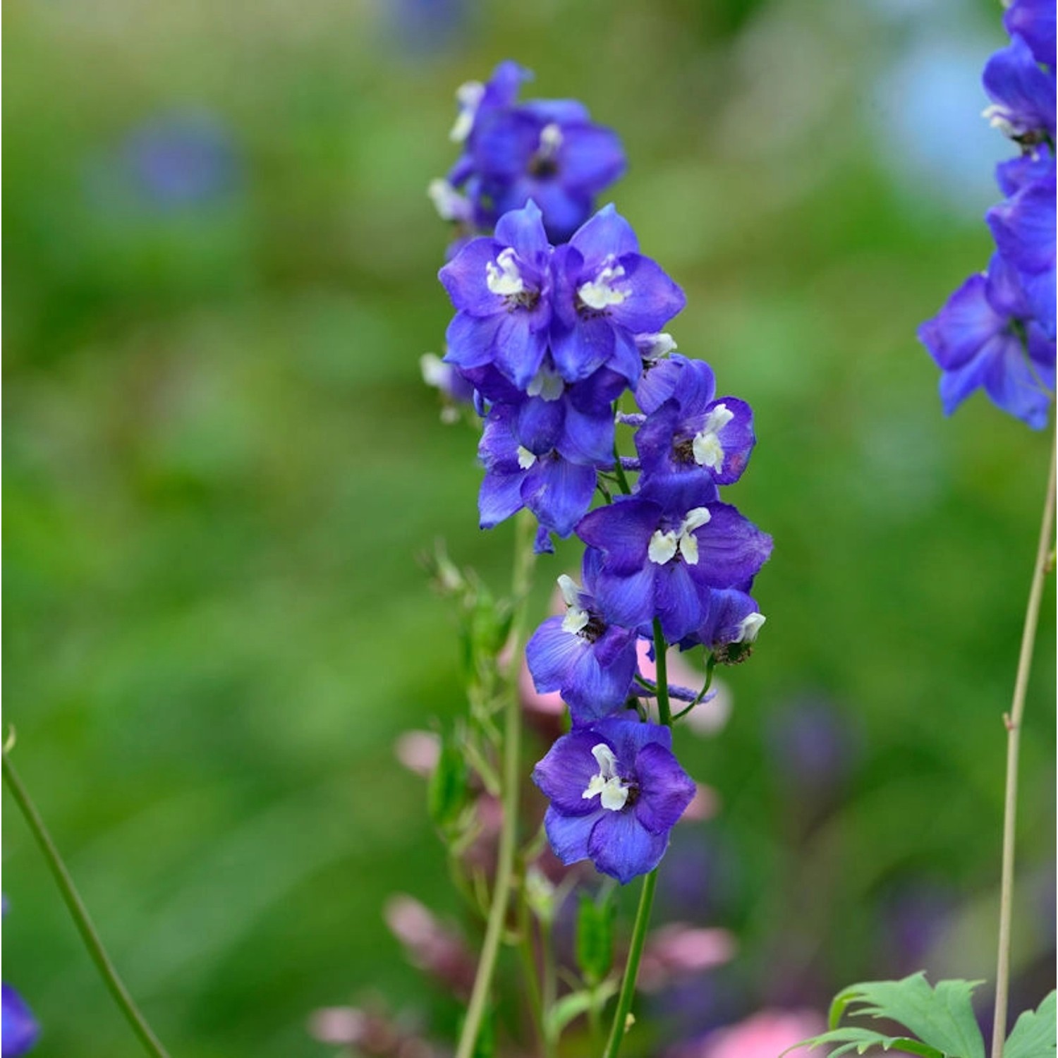 Hoher Rittersporn Polarnacht - Delphinium elatum günstig online kaufen