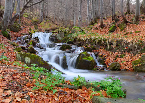 Papermoon Fototapete »Fluss durch Wald« günstig online kaufen