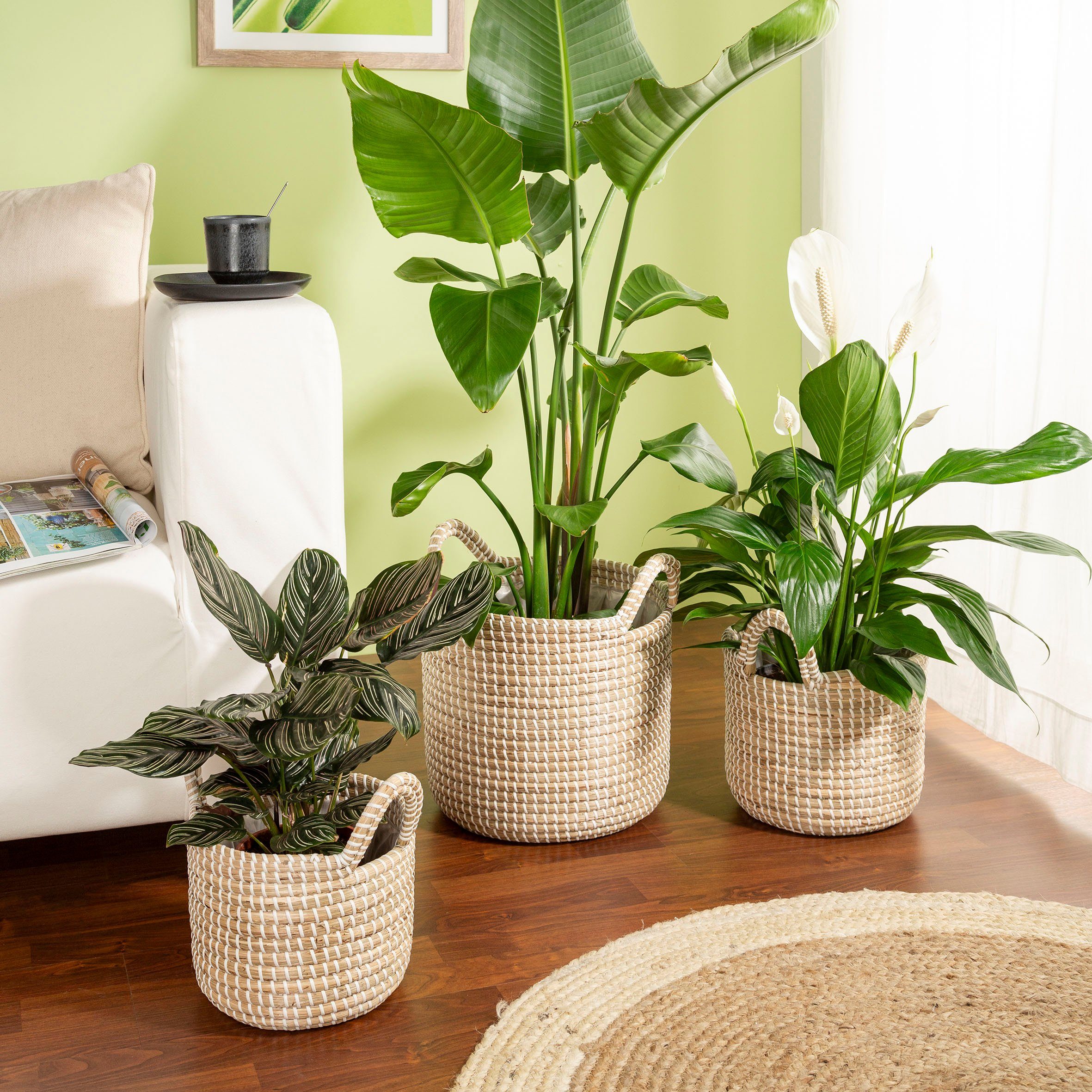 Scheurich Blumentopf white 26/514 günstig online kaufen