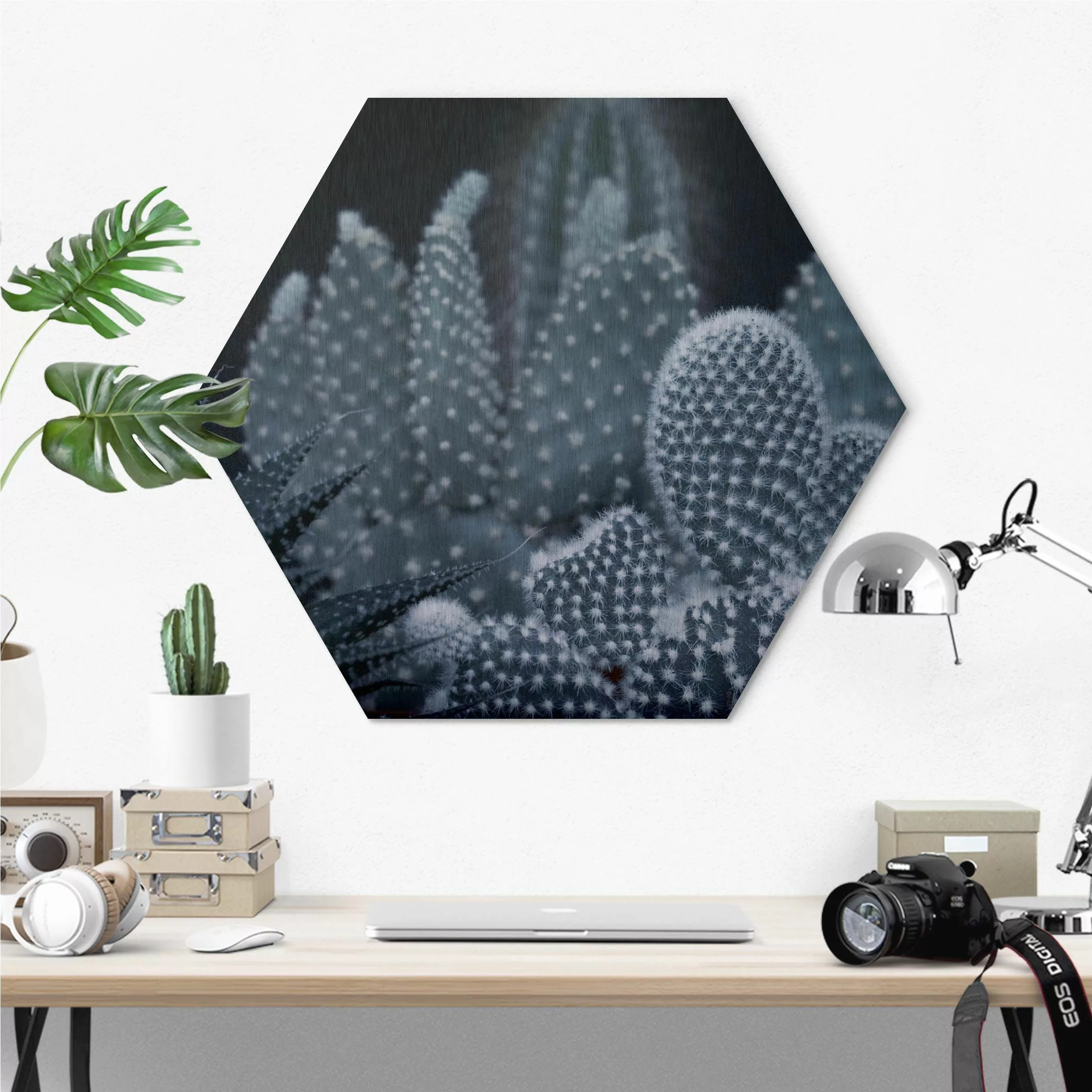 Hexagon-Alu-Dibond Bild Kakteenfamilie bei Nacht günstig online kaufen