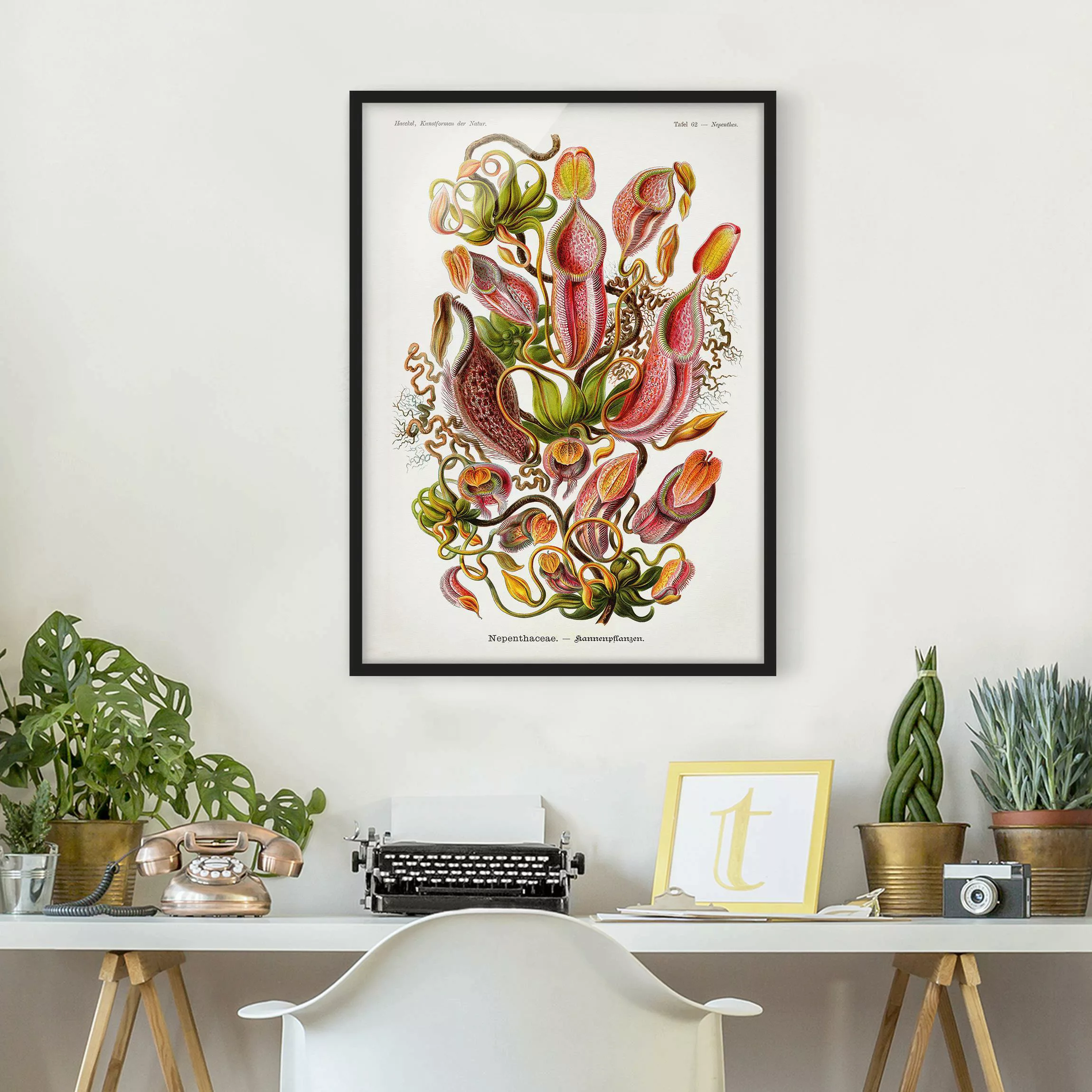 Bild mit Rahmen Blumen - Hochformat Vintage Lehrtafel Pflanzenillustration günstig online kaufen
