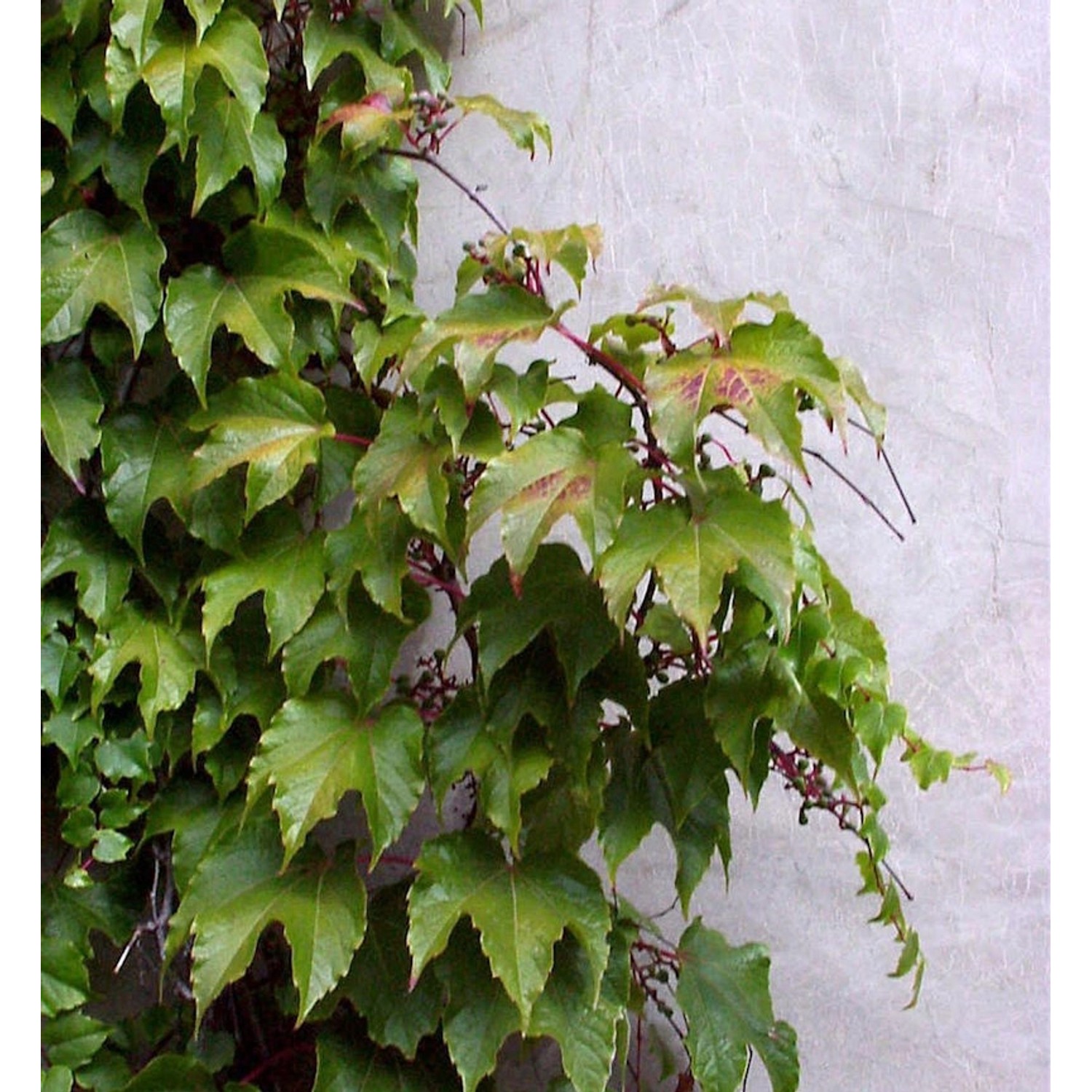 Jungfernrebe 60-80cm - Parthenocissus tricuspidata günstig online kaufen