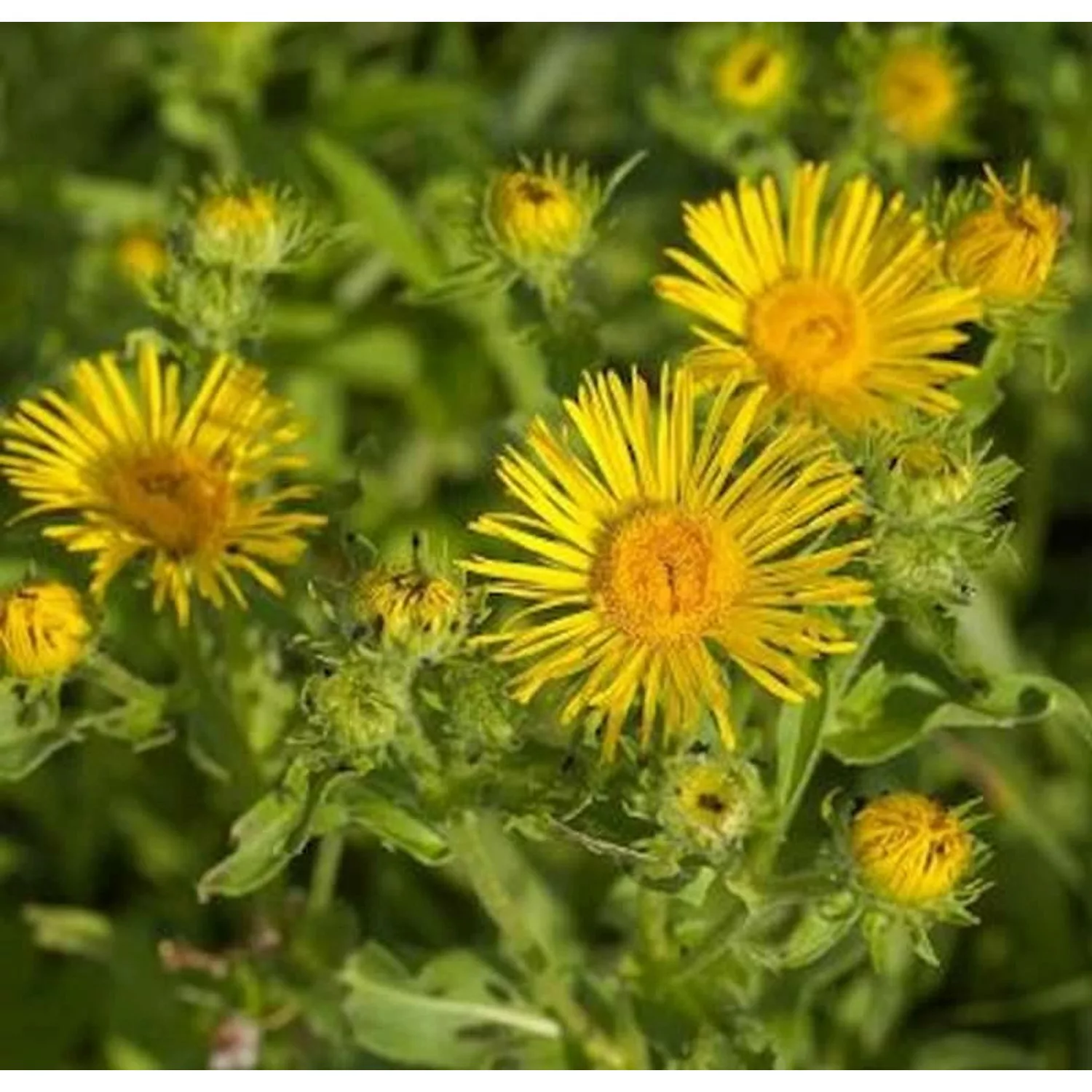 Wiesen Alant - Inula britannica günstig online kaufen