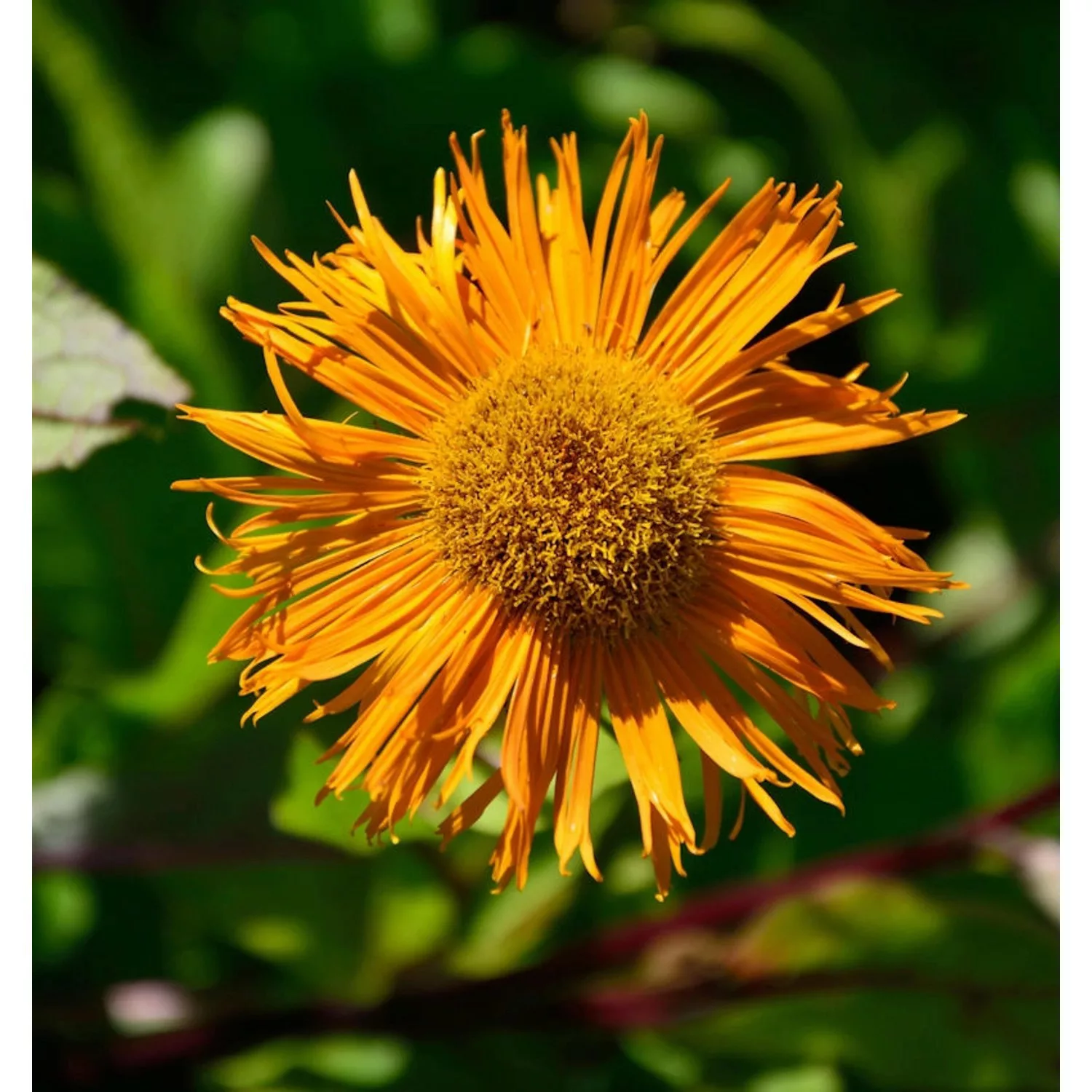 Orientatlant Grandiflora - Inula orientalis günstig online kaufen