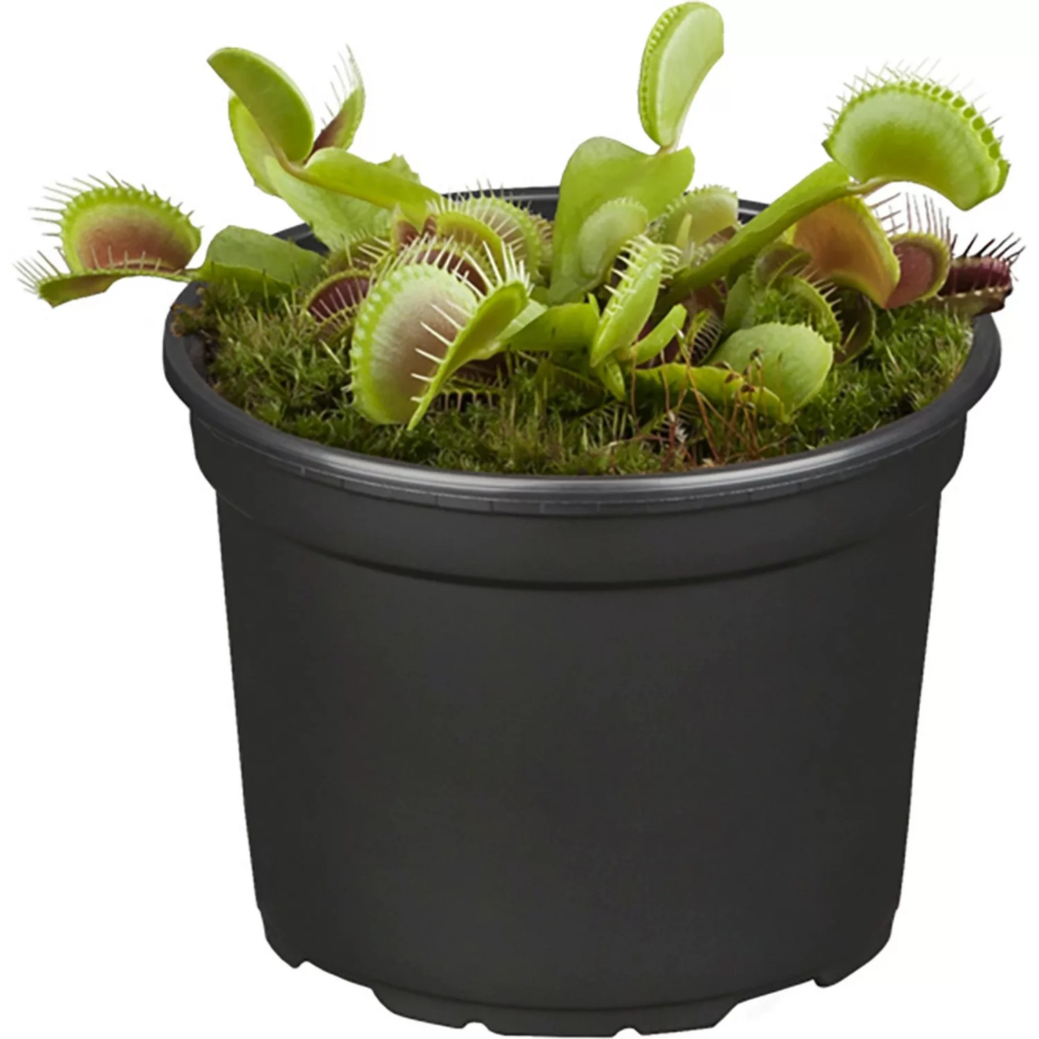 Venusfliegenfalle Topf-Ø ca. 9 cm Dionaea günstig online kaufen