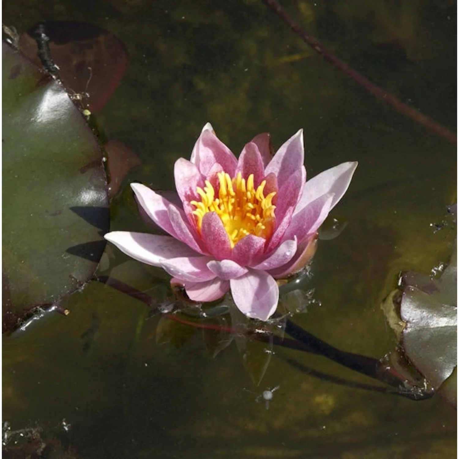 Seerose Froebeli - Nymphaea günstig online kaufen