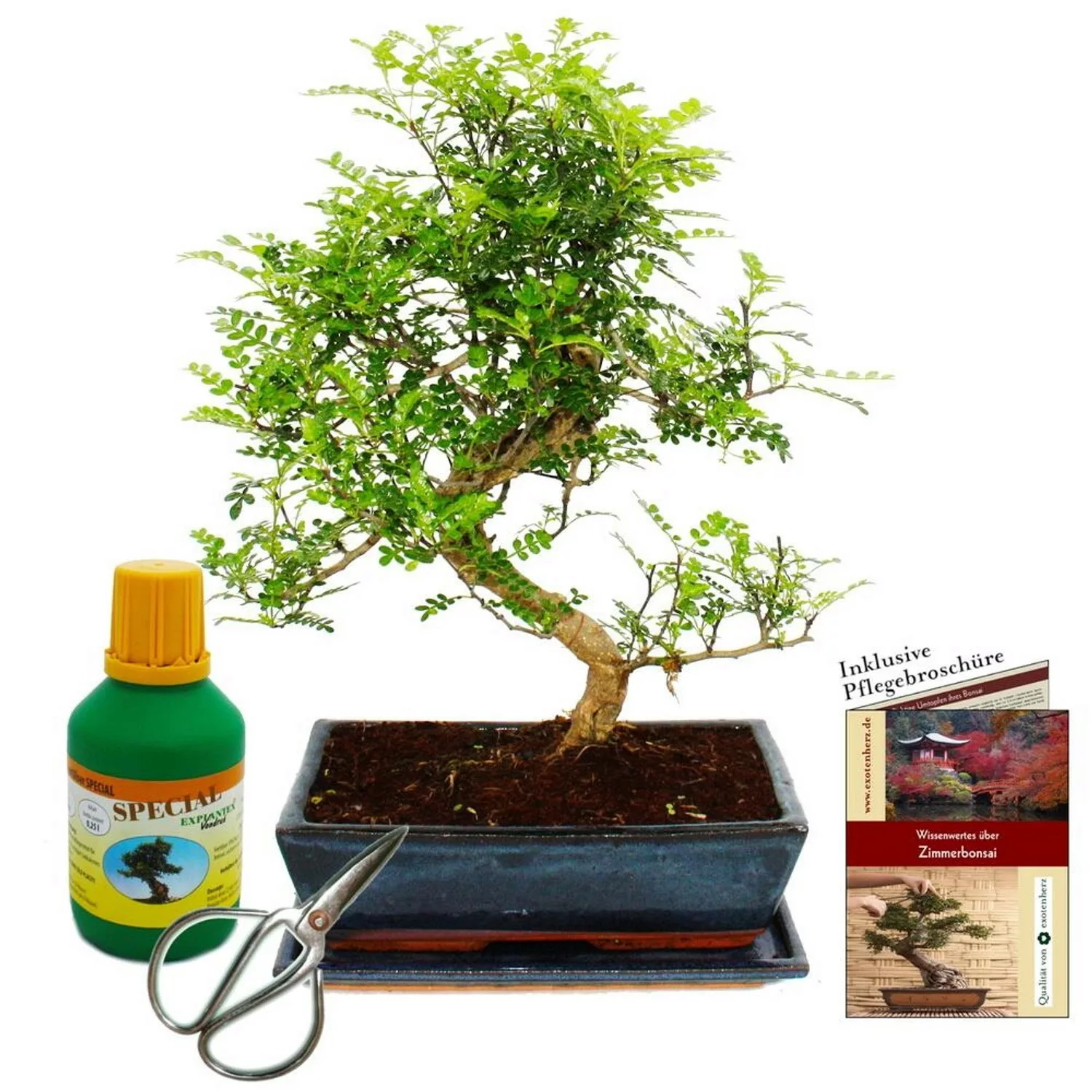 Exotenherz Bonsai Zanthoxylum Piperitum ca. 12-15 Jahre 30cm Schale Geschen günstig online kaufen