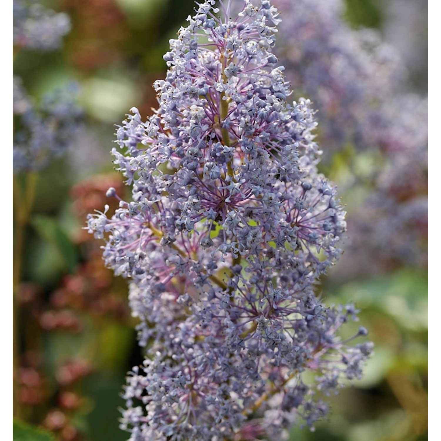 Säckelblume Glorie Versailles 60-80cm - Ceanothus delilianus günstig online kaufen