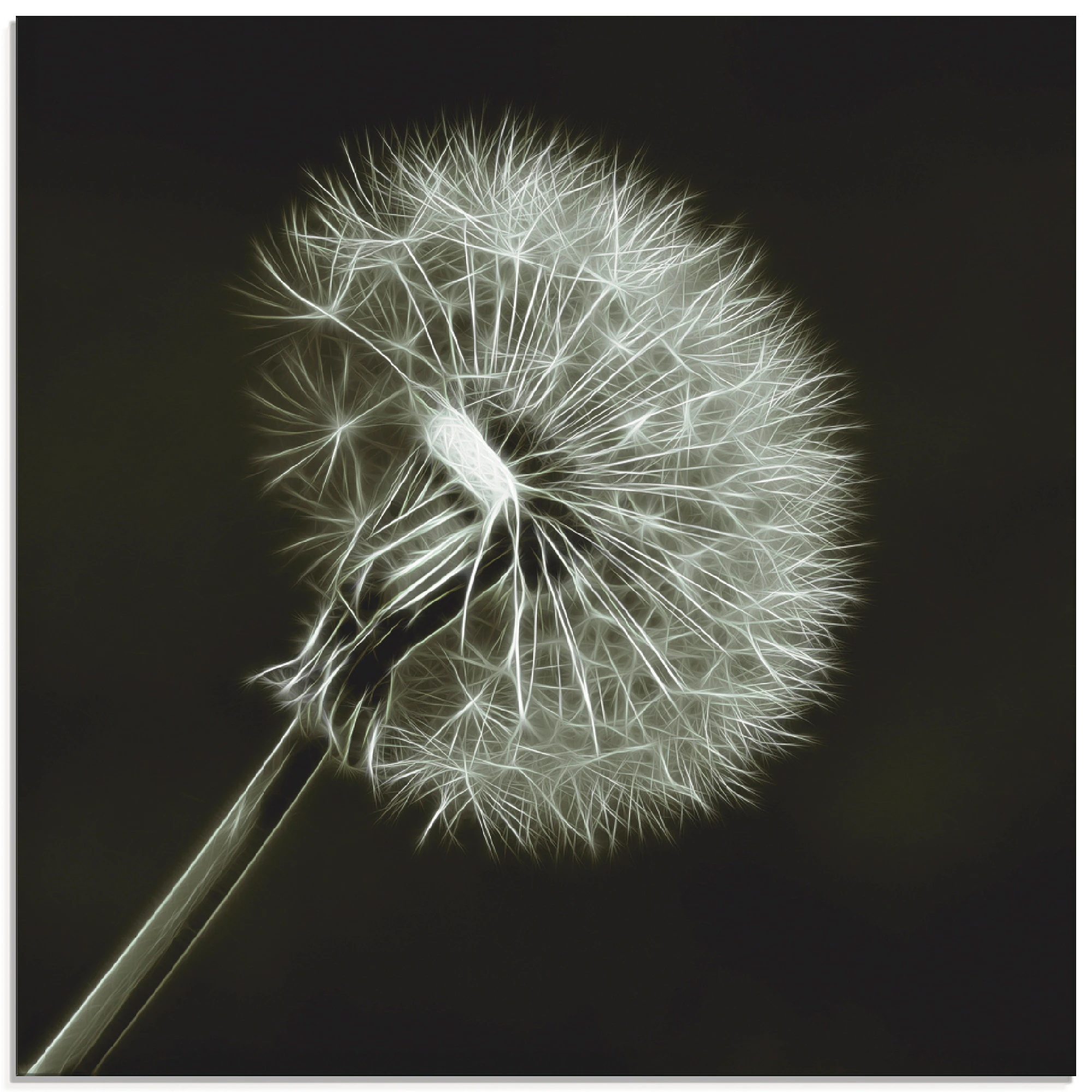 Artland Glasbild "Pusteblume", Blumen, (1 St.), in verschiedenen Größen günstig online kaufen