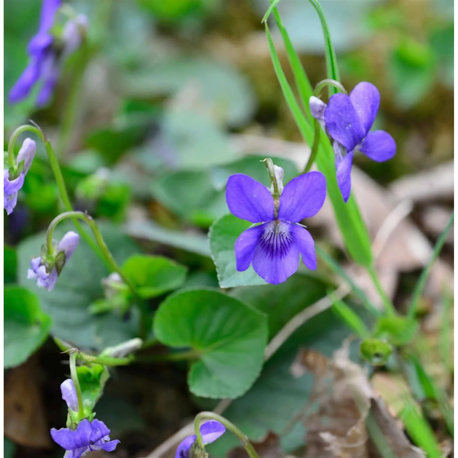 Duftveilchen - Viola odorata günstig online kaufen