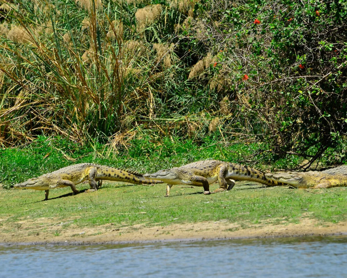 Fototapete "Krokodile" 4,00x2,50 m / Glattvlies Perlmutt günstig online kaufen
