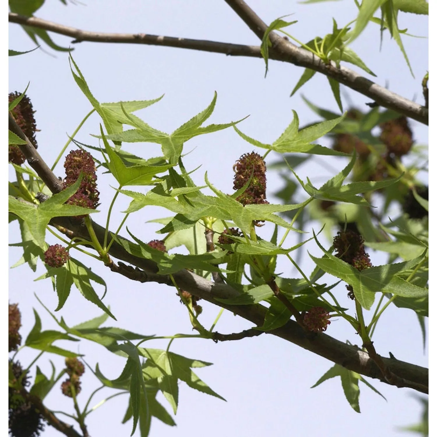 Säulen Amberbaum Stella 40-60cm - Liquidambar styraciflua günstig online kaufen