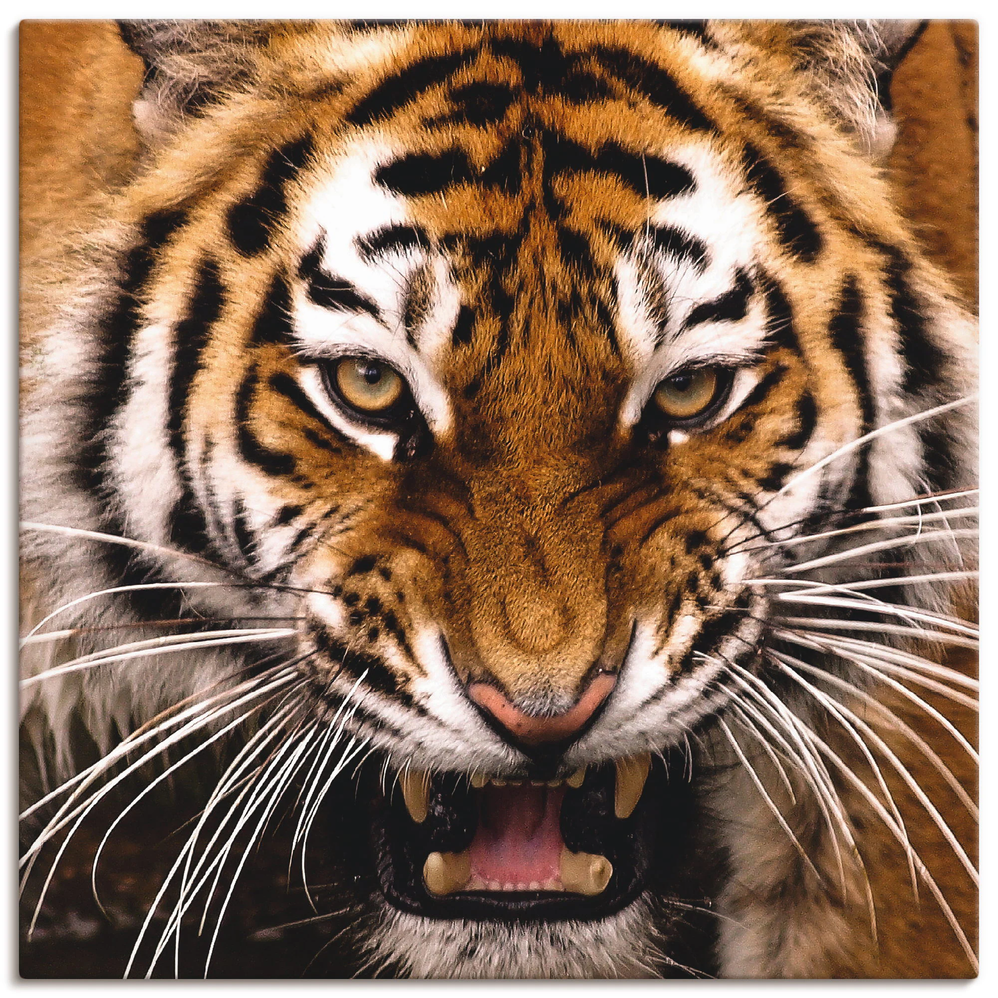 Artland Wandbild "Tiger Kopf", Wildtiere, (1 St.), als Leinwandbild, Wandau günstig online kaufen