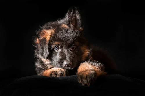 Papermoon Fototapete »SCHÄFER-HUND TIER WELPE PORTRÄT LANGHAARIG STUDIO« günstig online kaufen